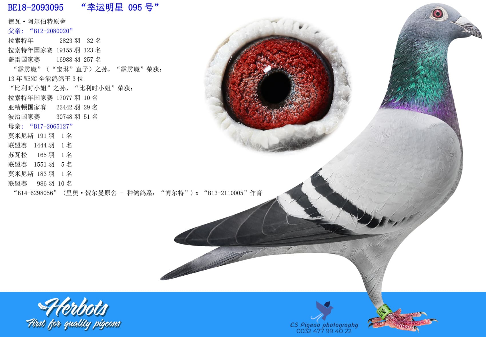 pigeon: undefined