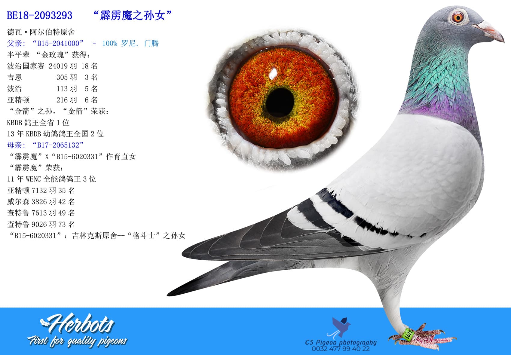 pigeon: undefined