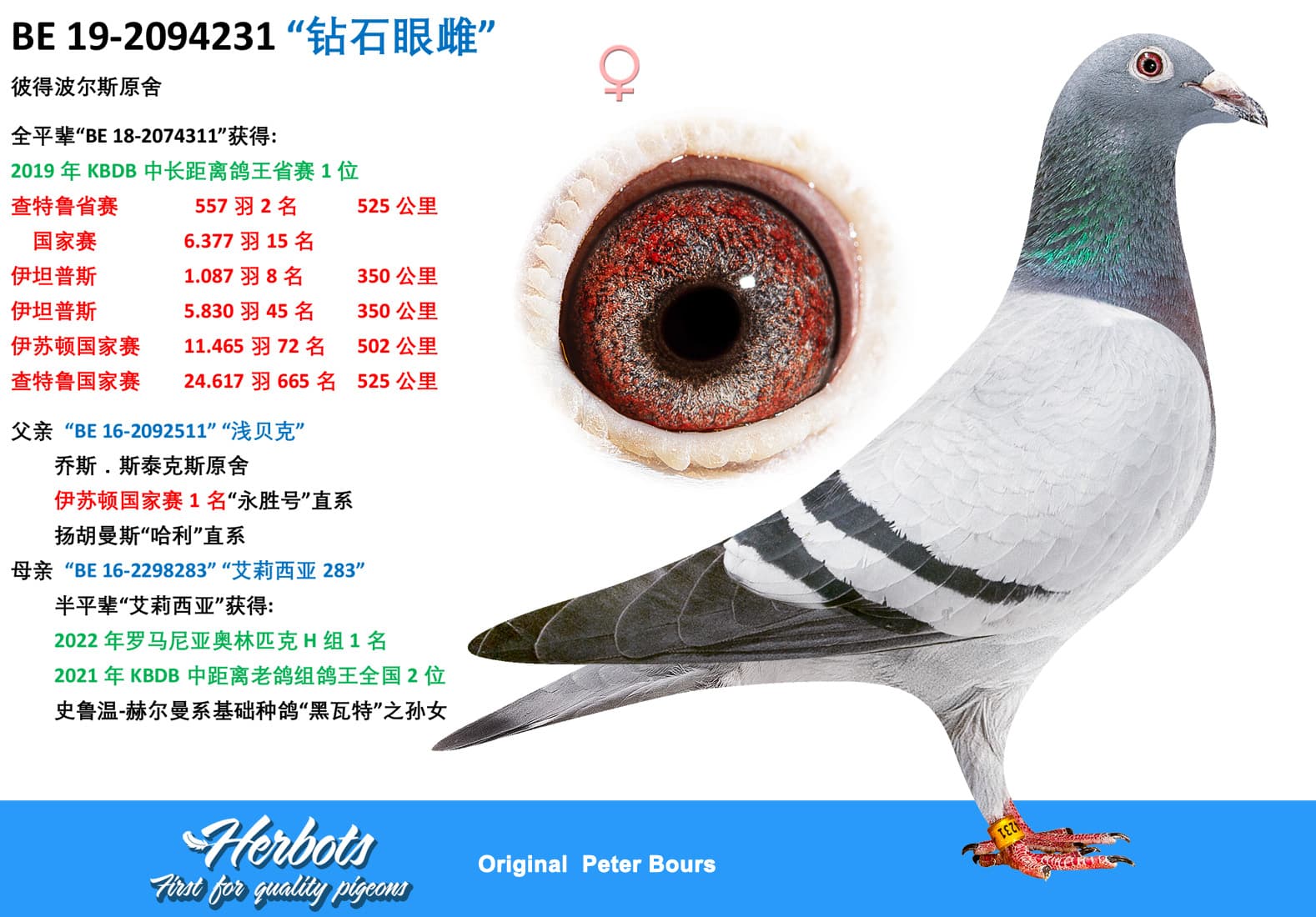 pigeon: undefined