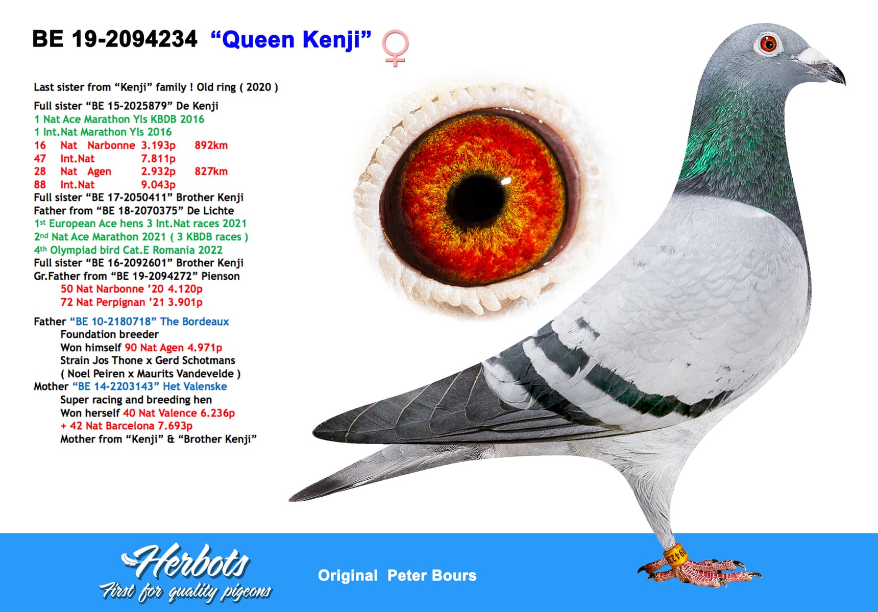 pigeon: undefined