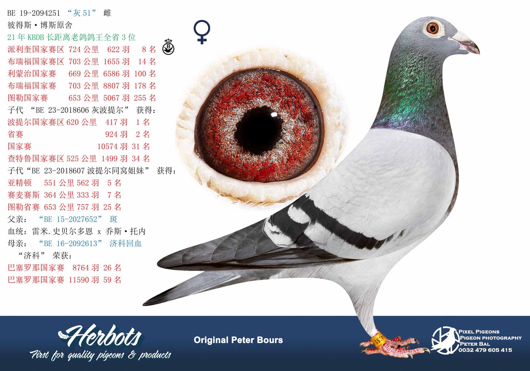 pigeon: undefined