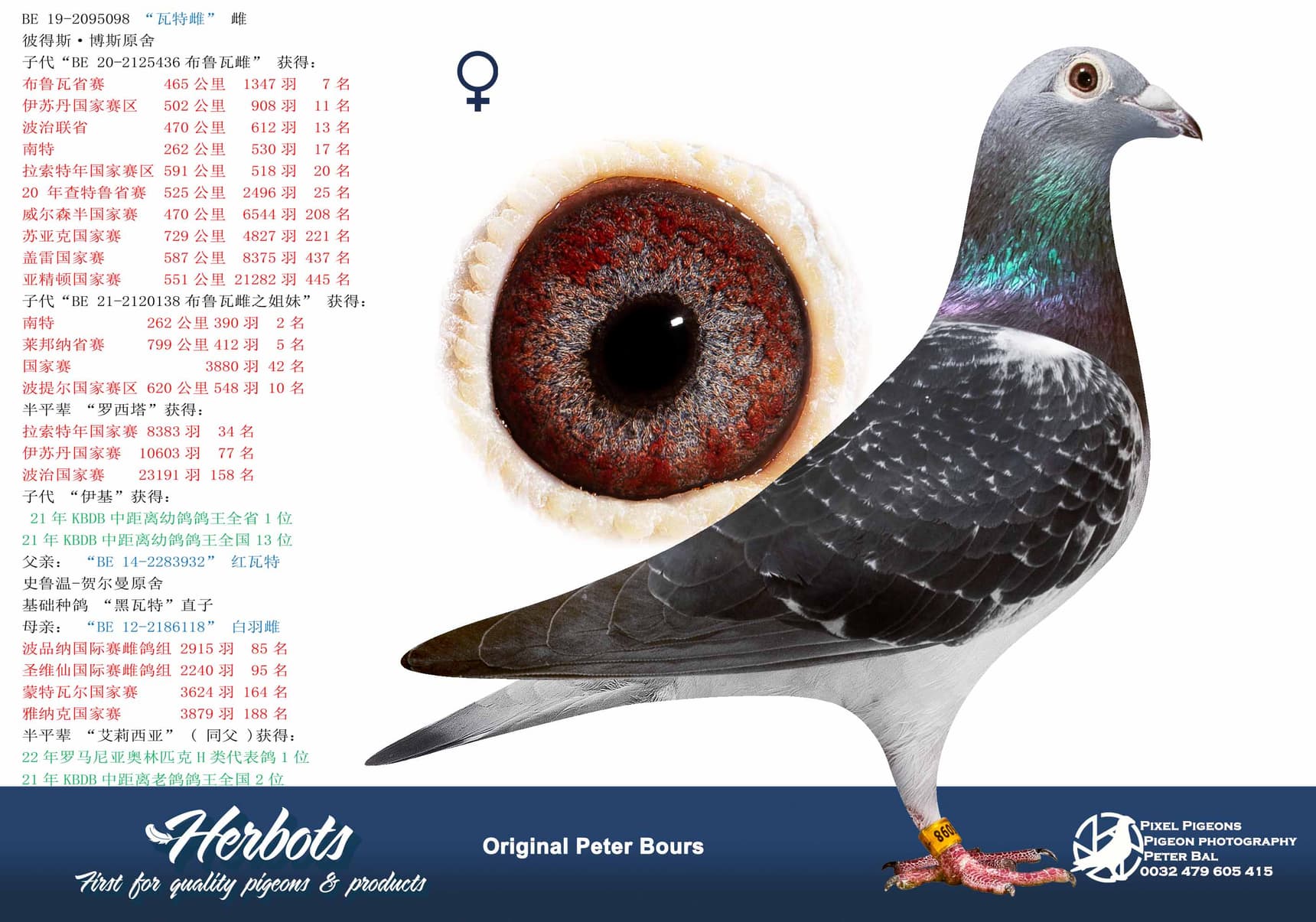 pigeon: undefined