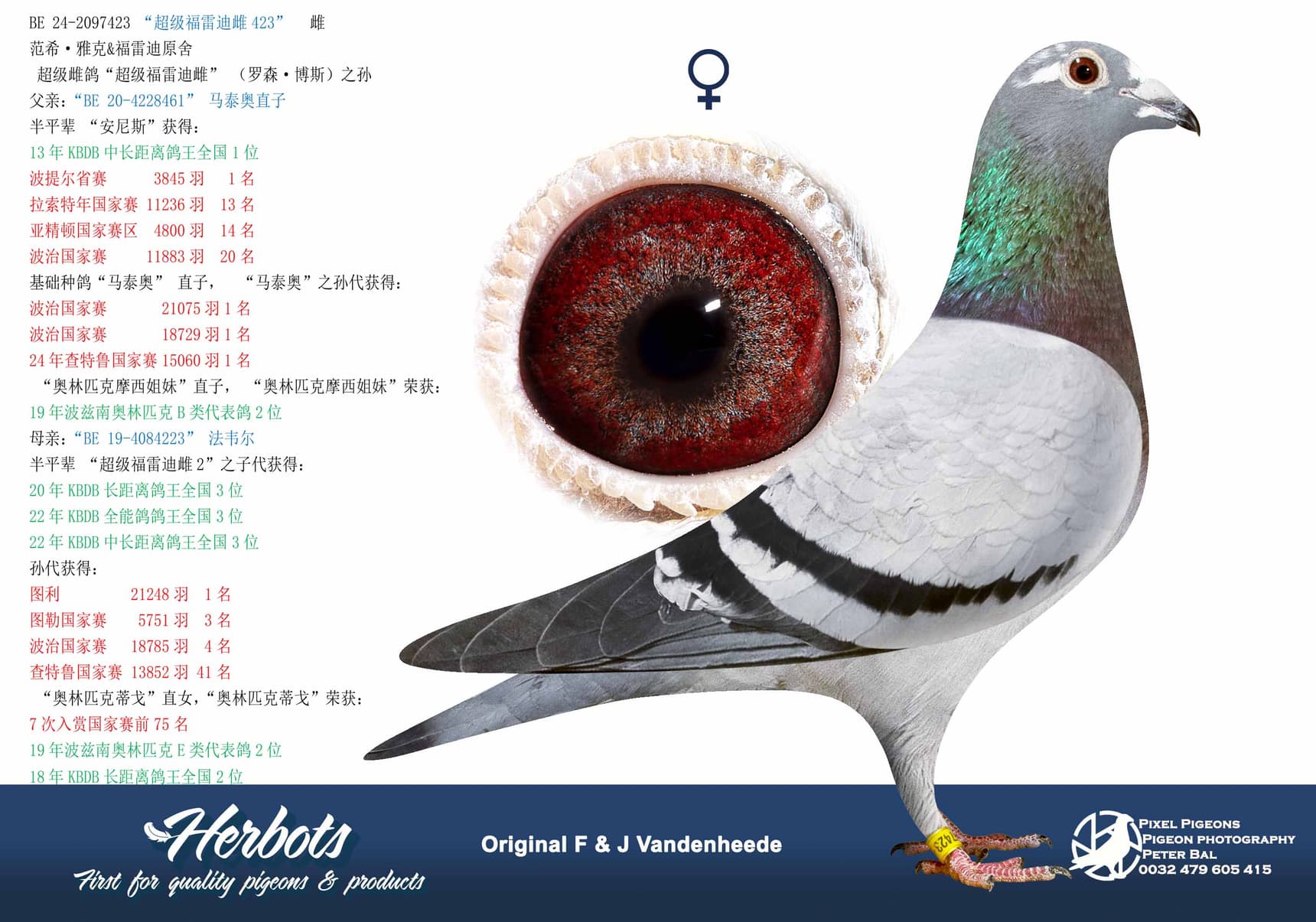 pigeon: undefined
