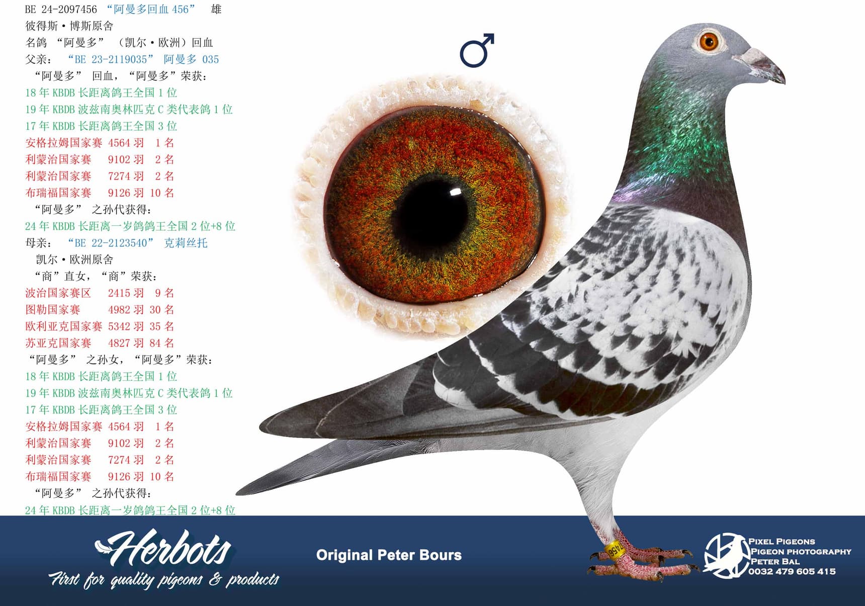 pigeon: undefined