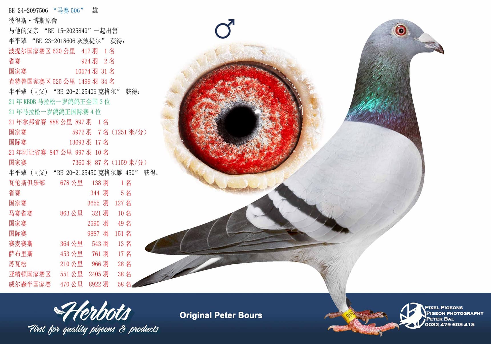 pigeon: undefined