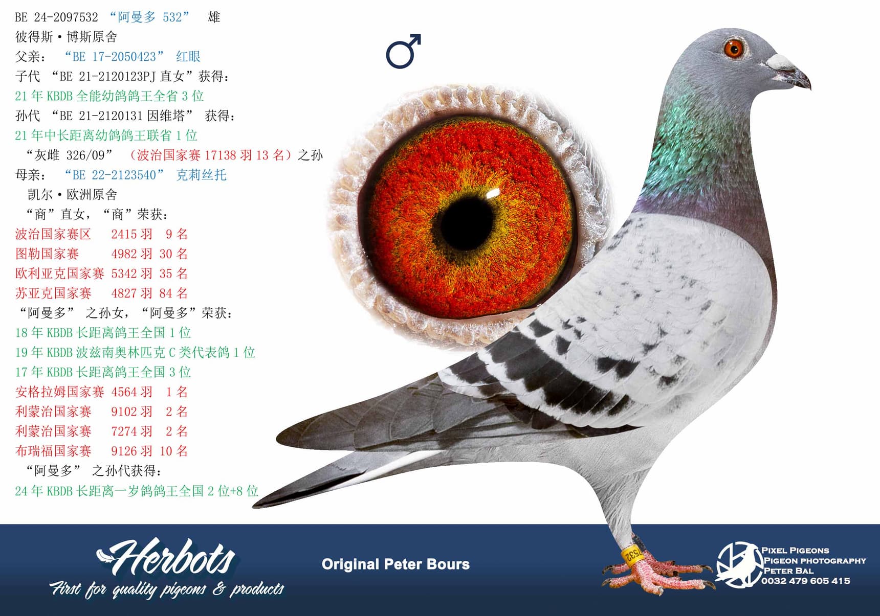pigeon: undefined
