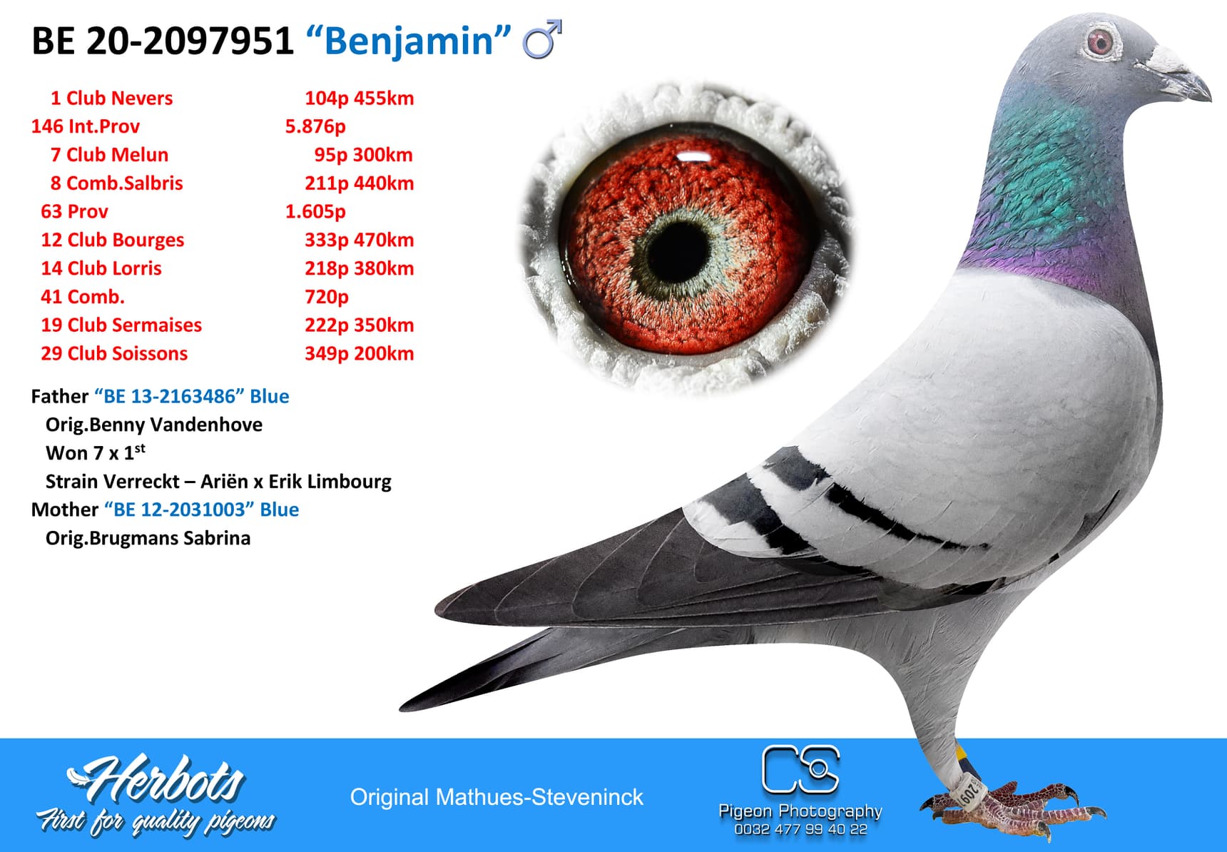 pigeon: undefined