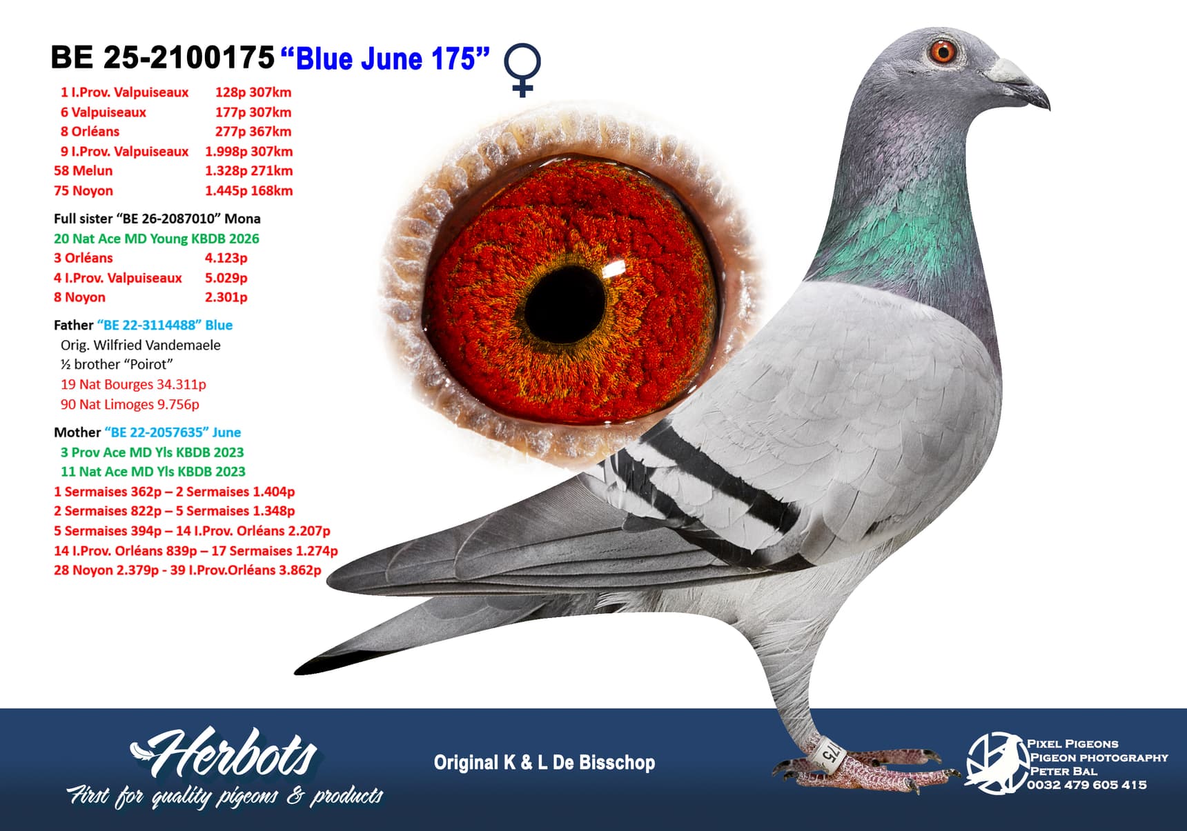 pigeon: undefined