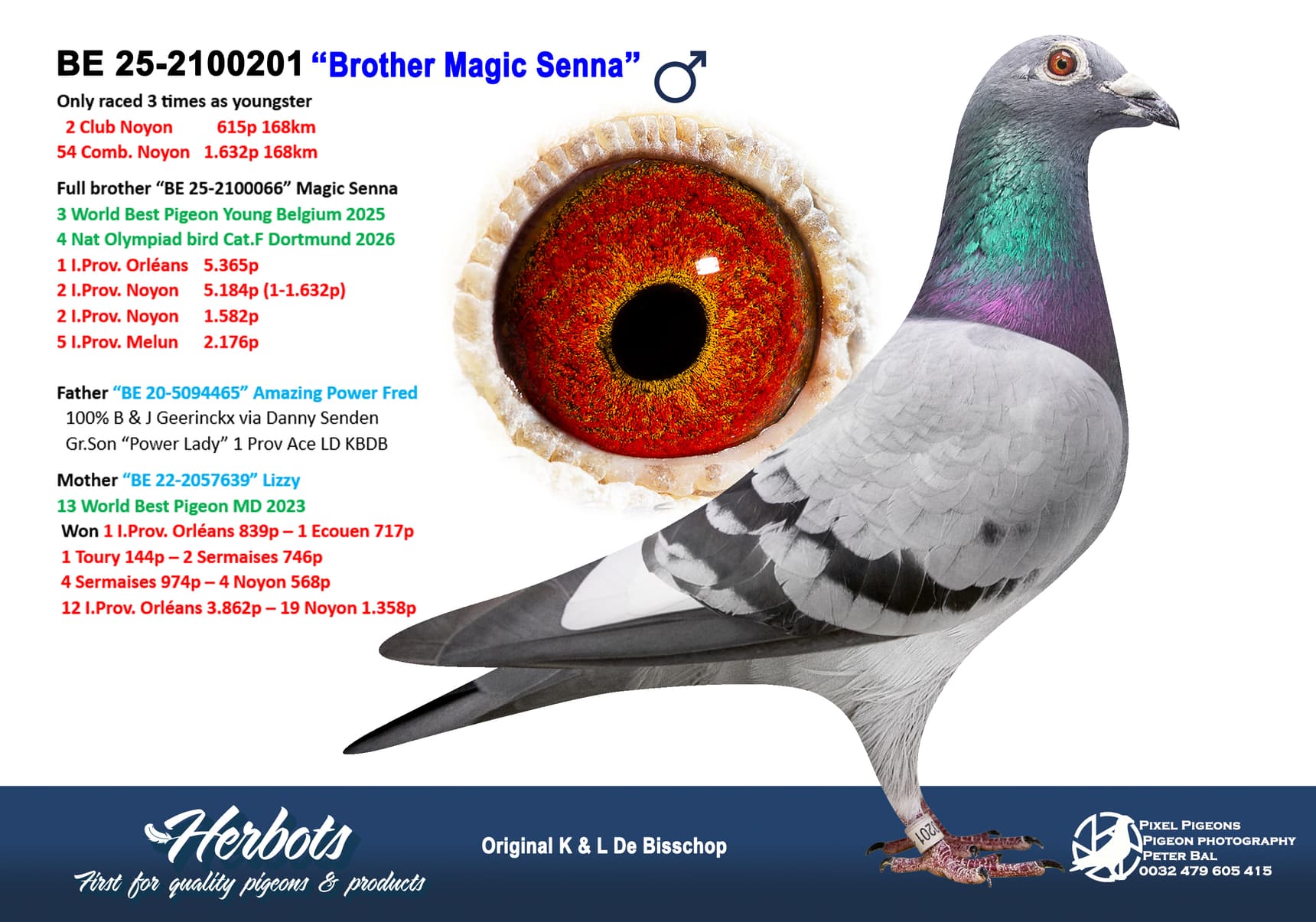 pigeon: undefined