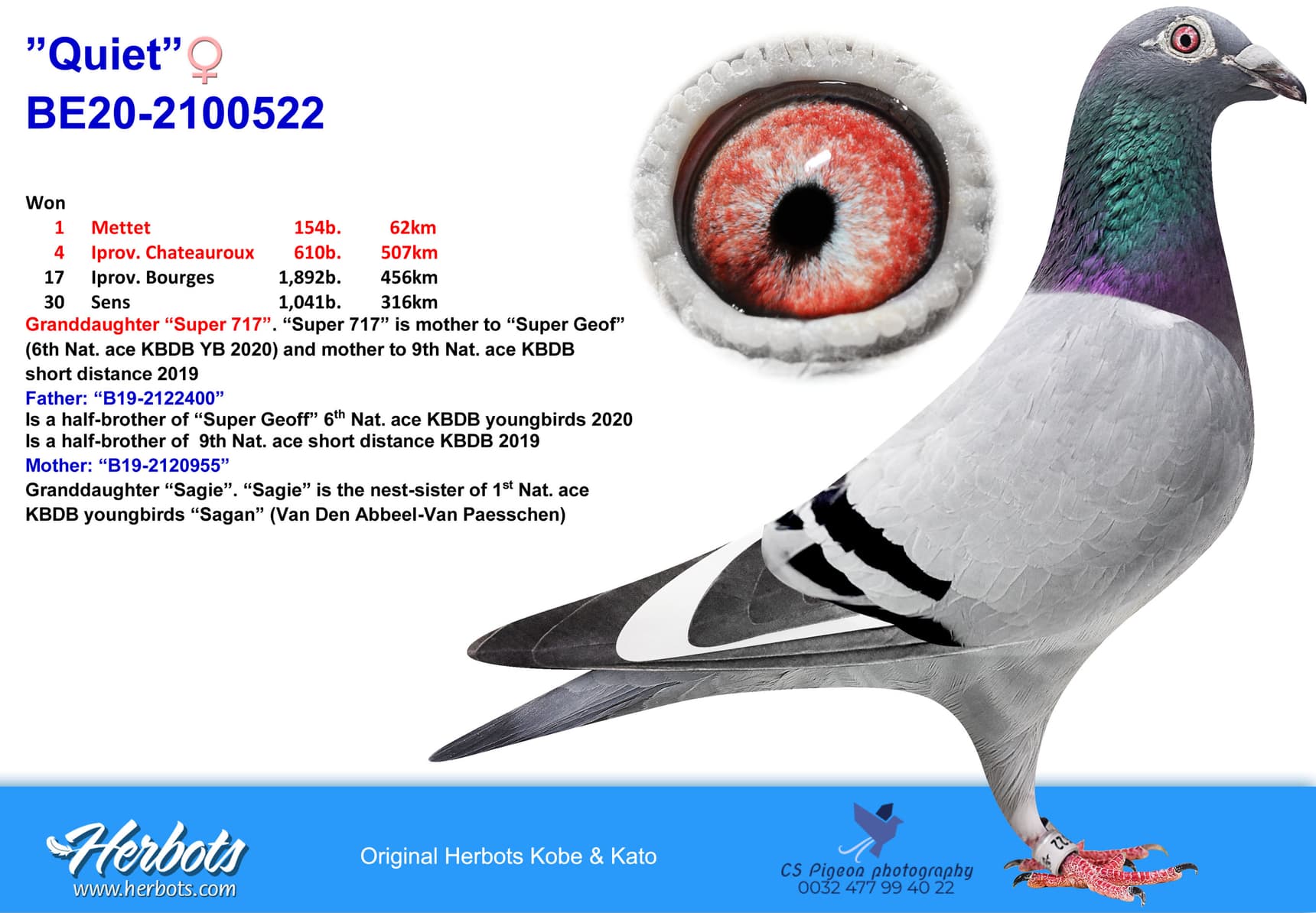 pigeon: undefined