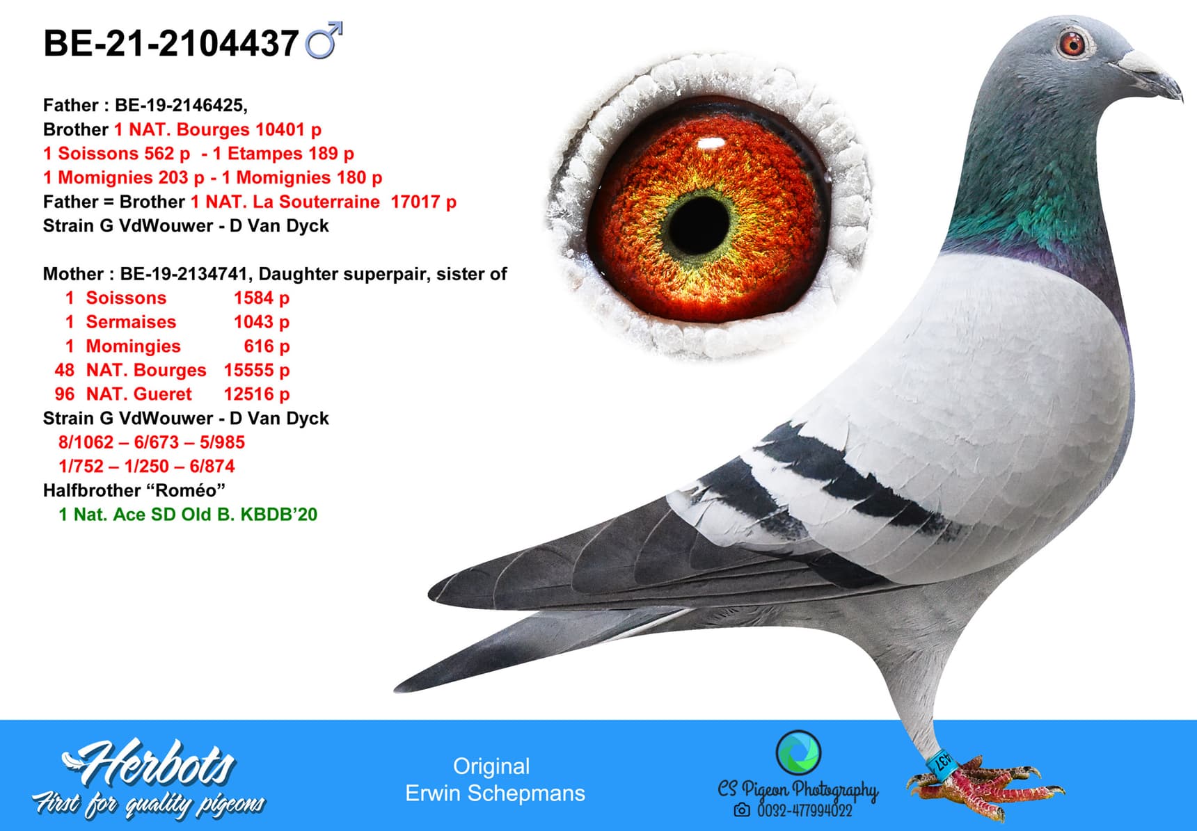 pigeon: undefined