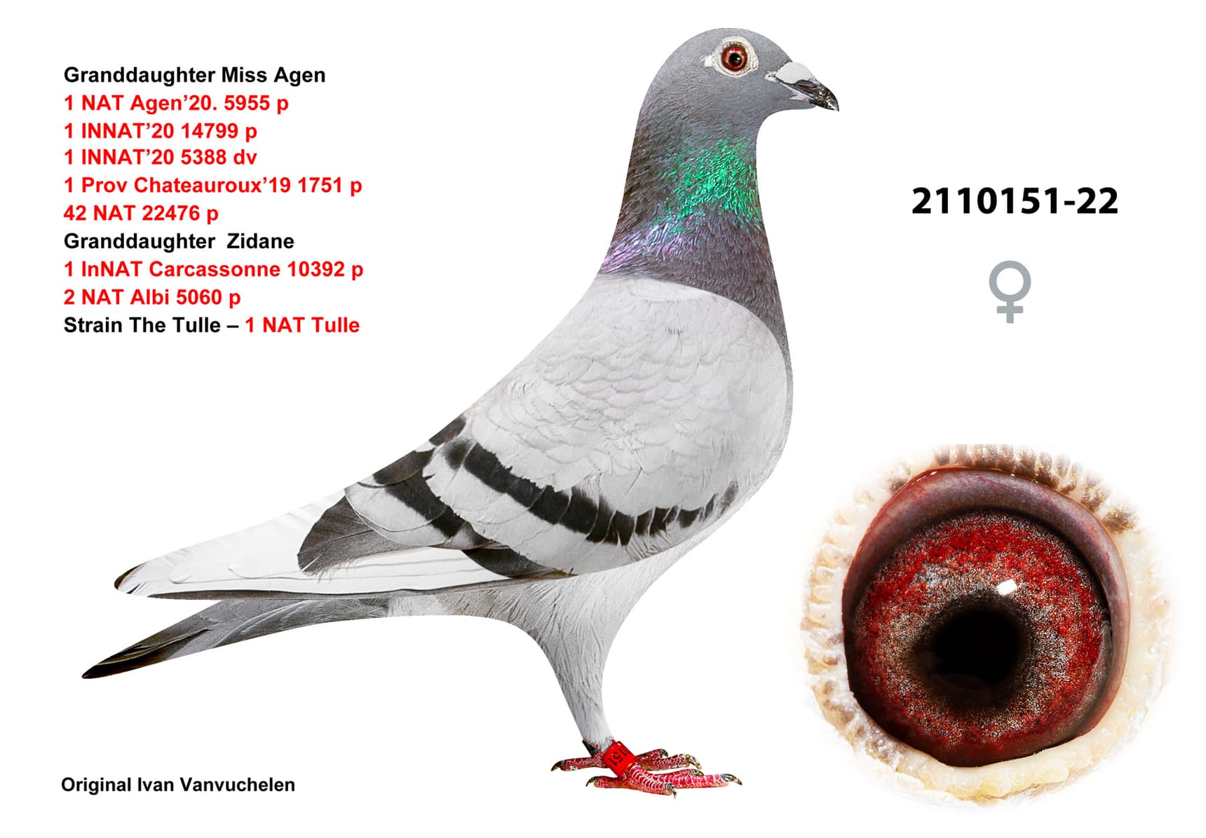 pigeon: undefined