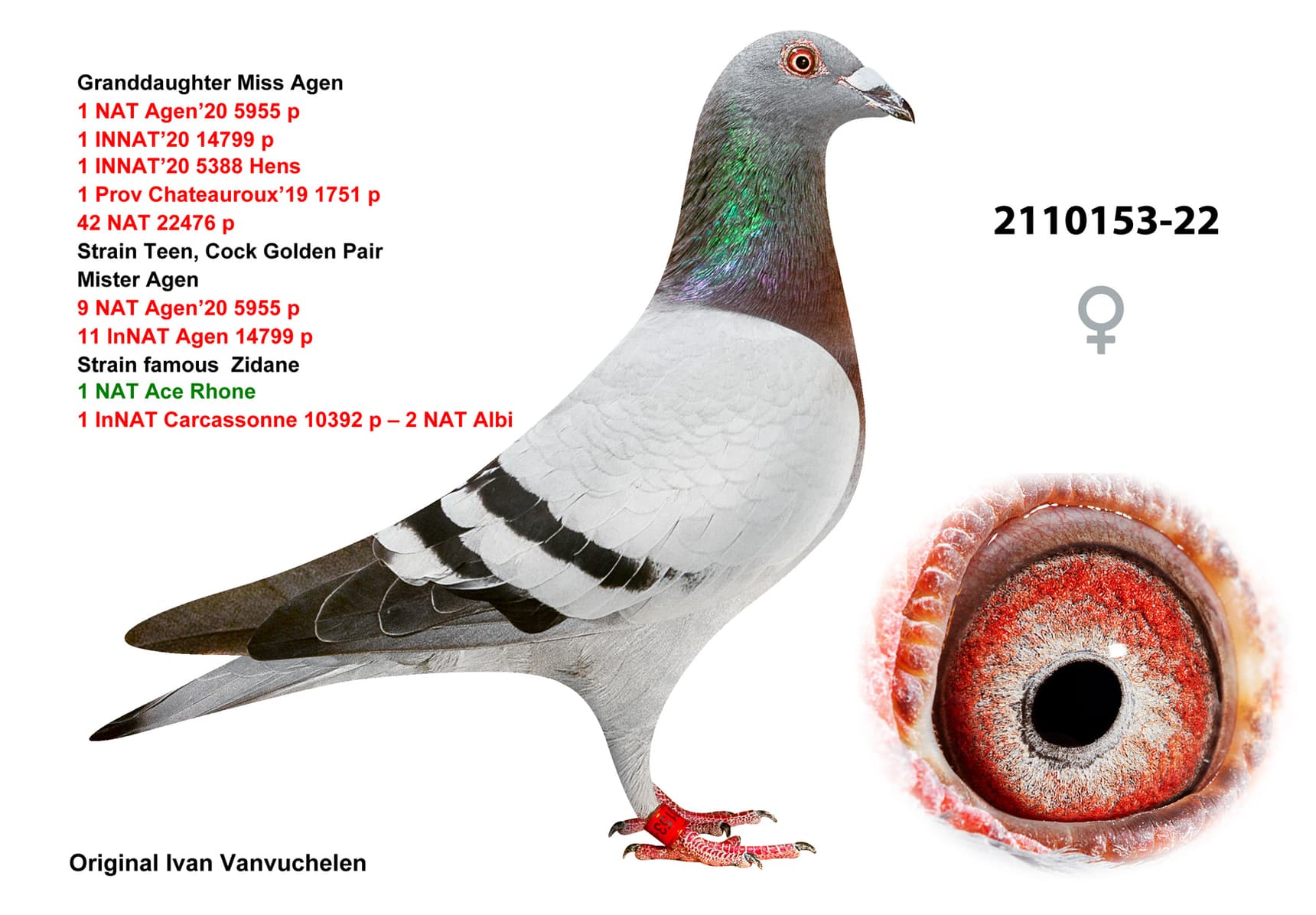pigeon: undefined