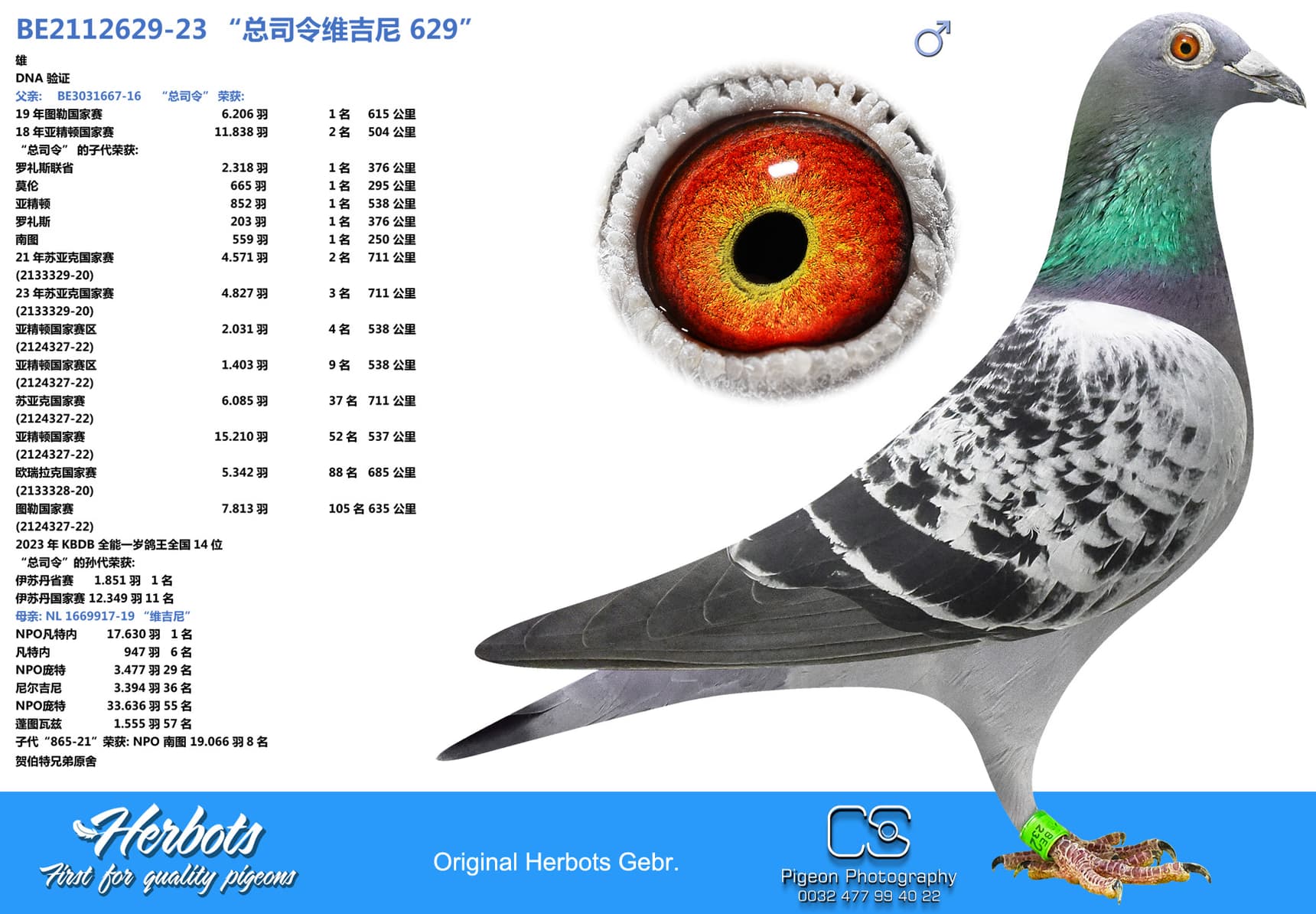 pigeon: undefined