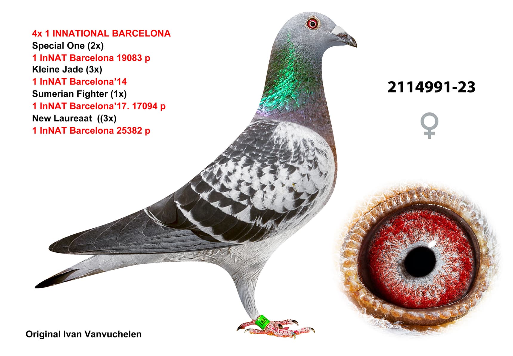 pigeon: undefined