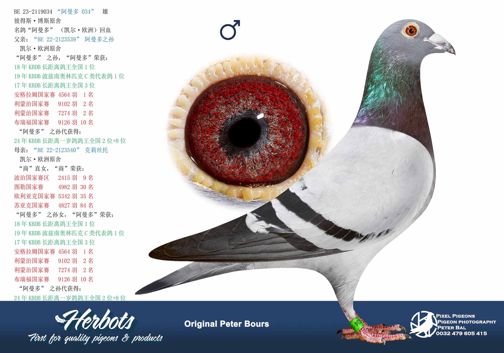 pigeon: undefined
