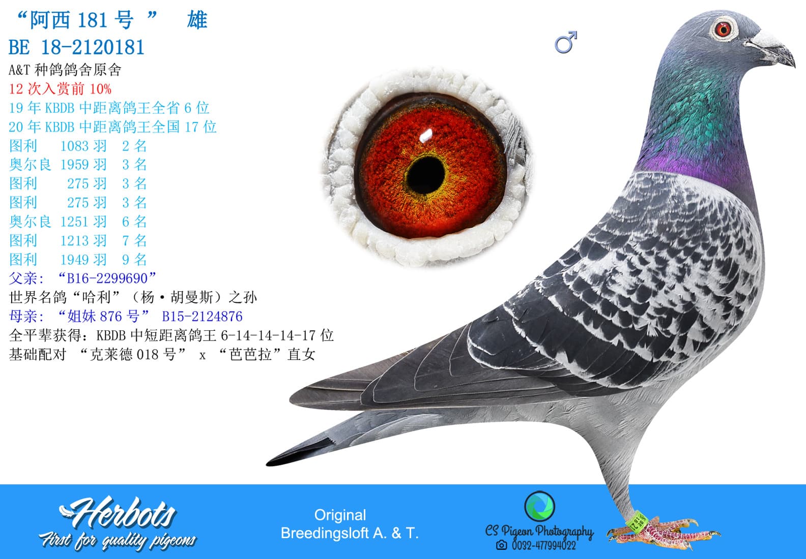 pigeon: undefined