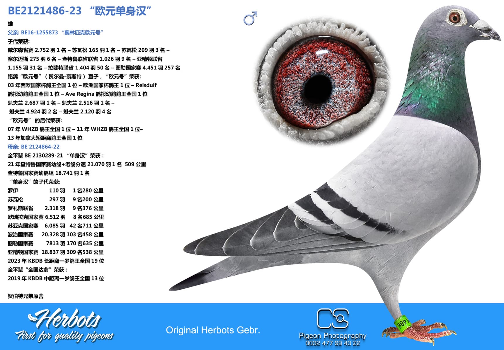 pigeon: undefined