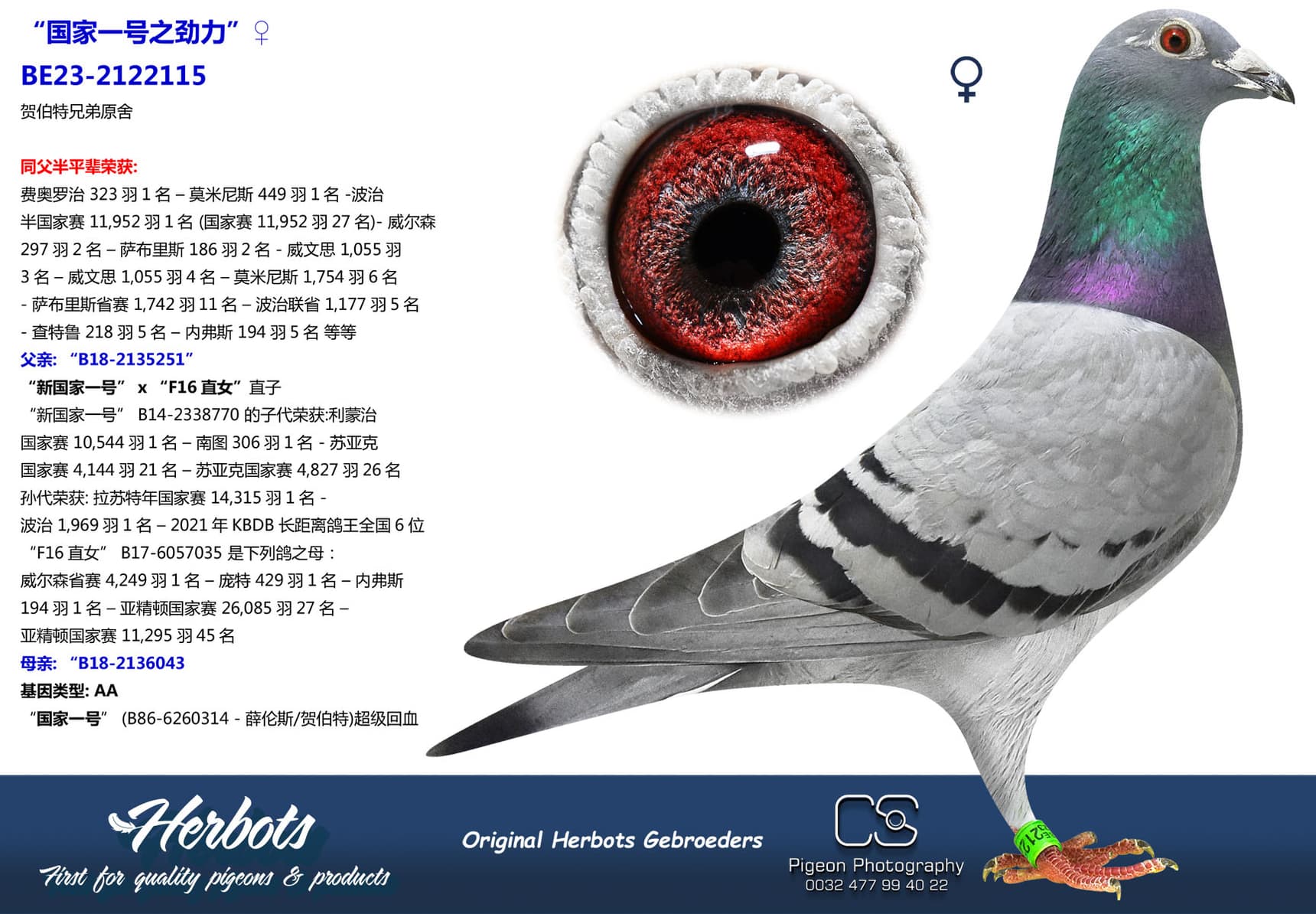 pigeon: undefined
