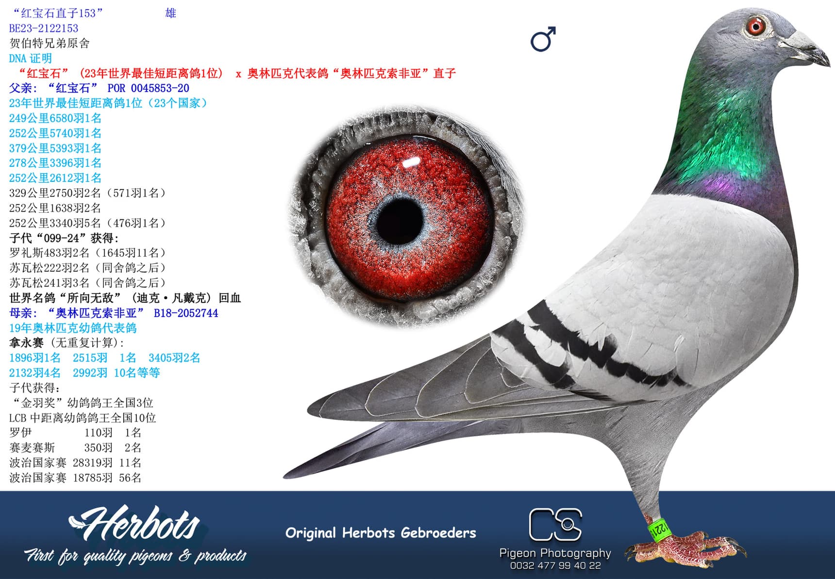 pigeon: undefined