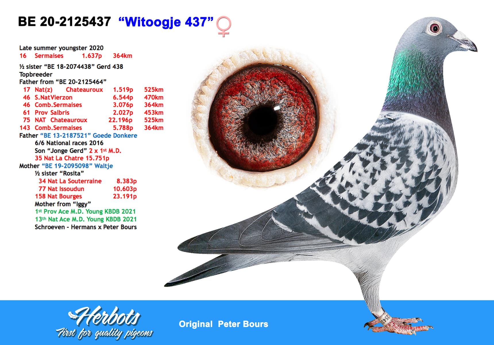 pigeon: undefined