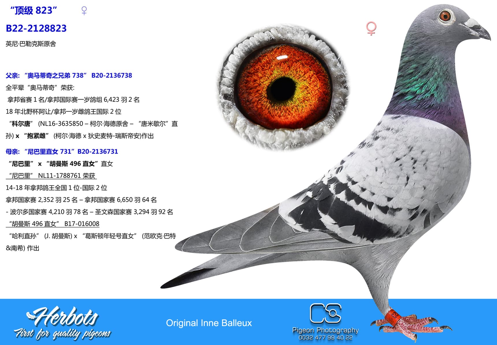 pigeon: undefined