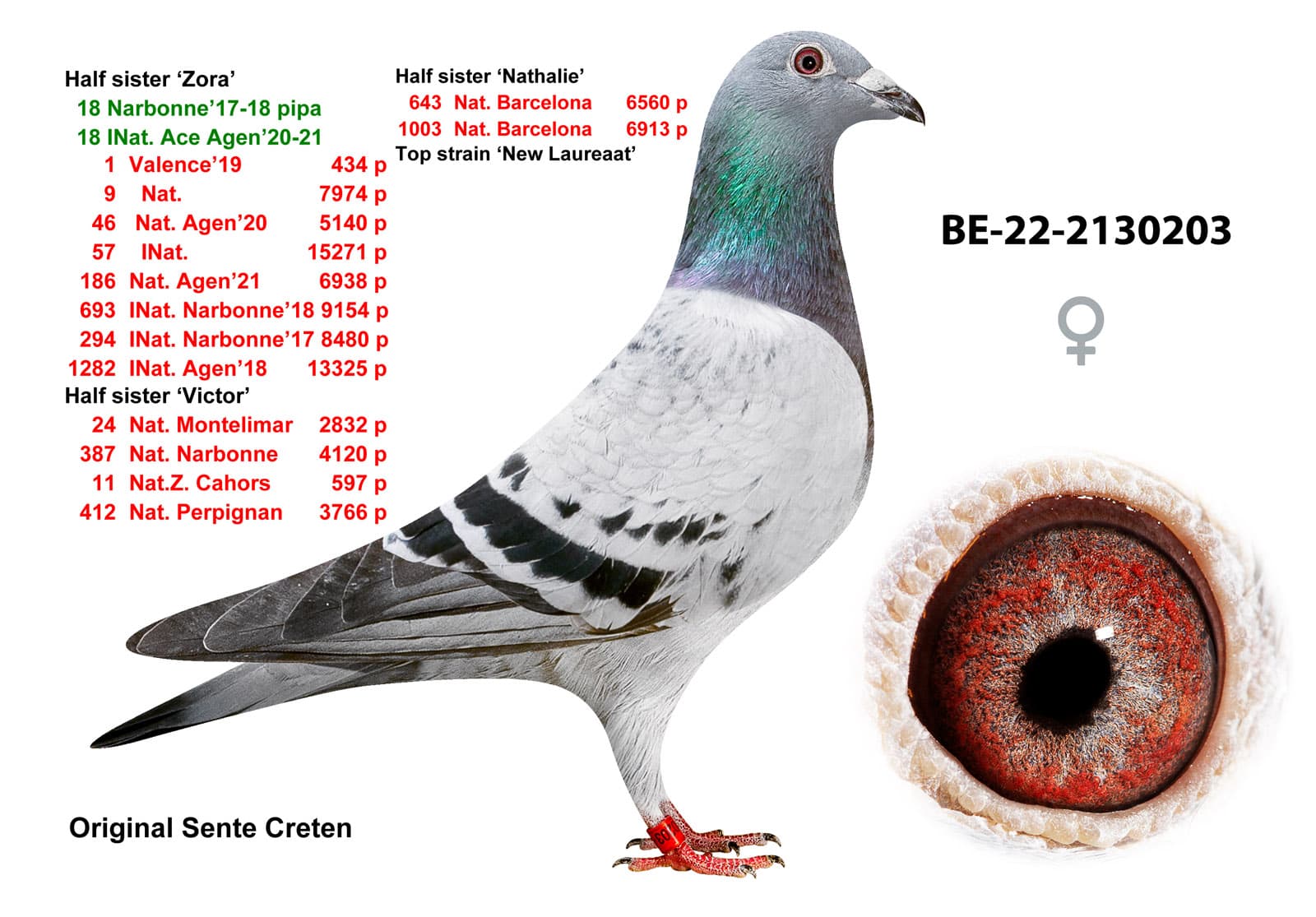 pigeon: undefined