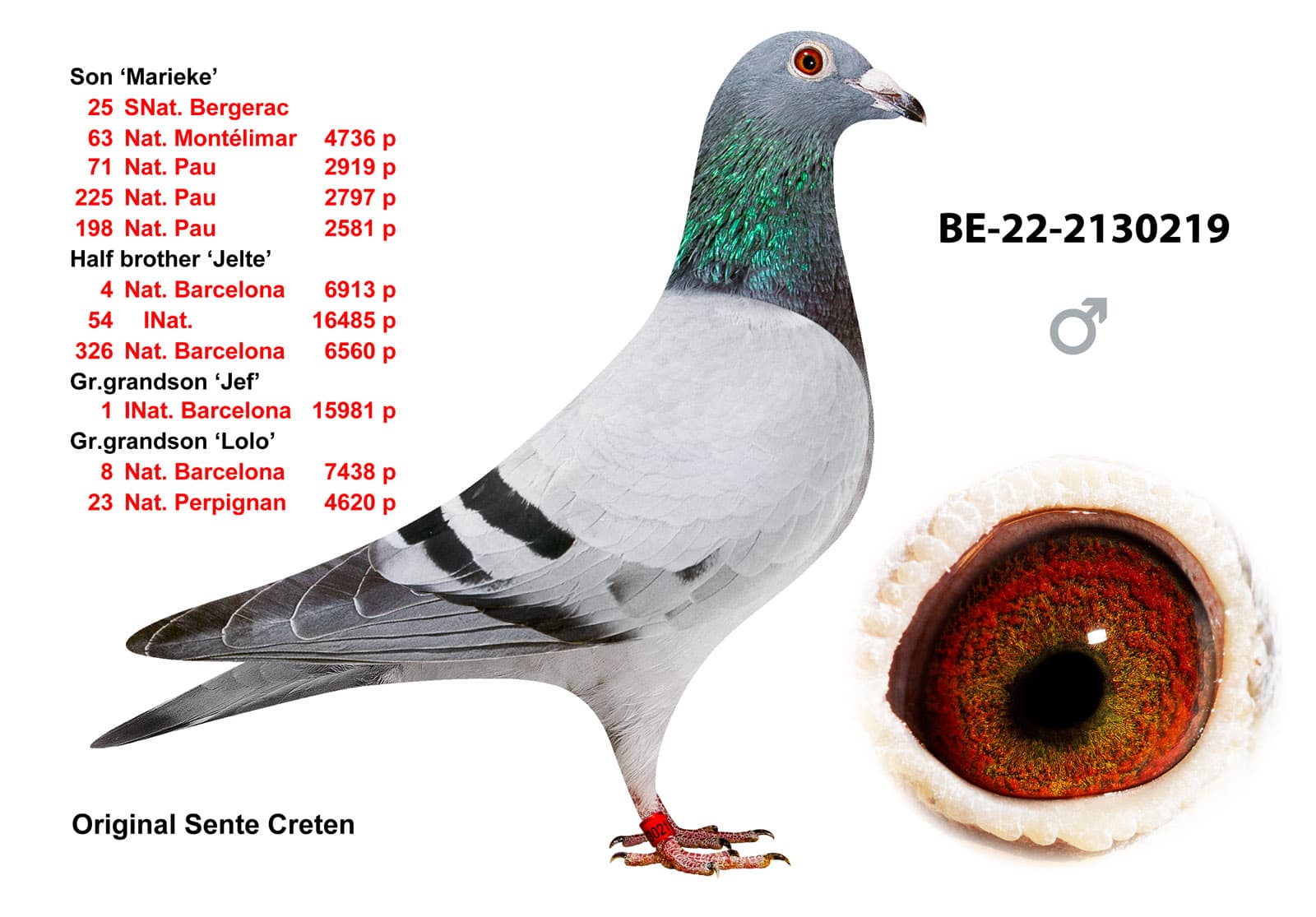 pigeon: undefined