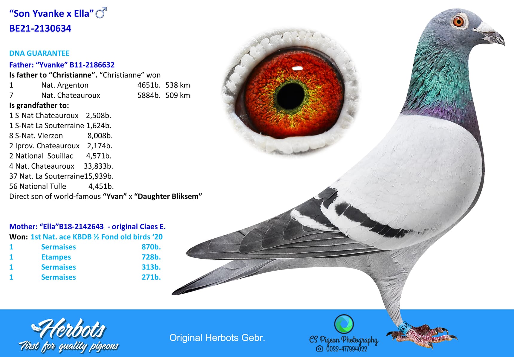pigeon: undefined