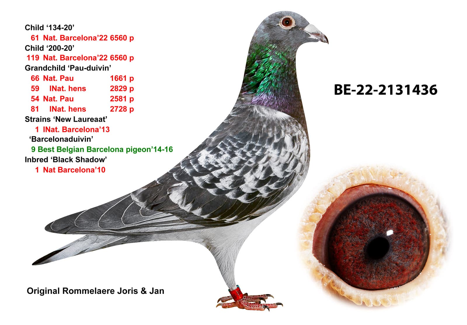 pigeon: undefined