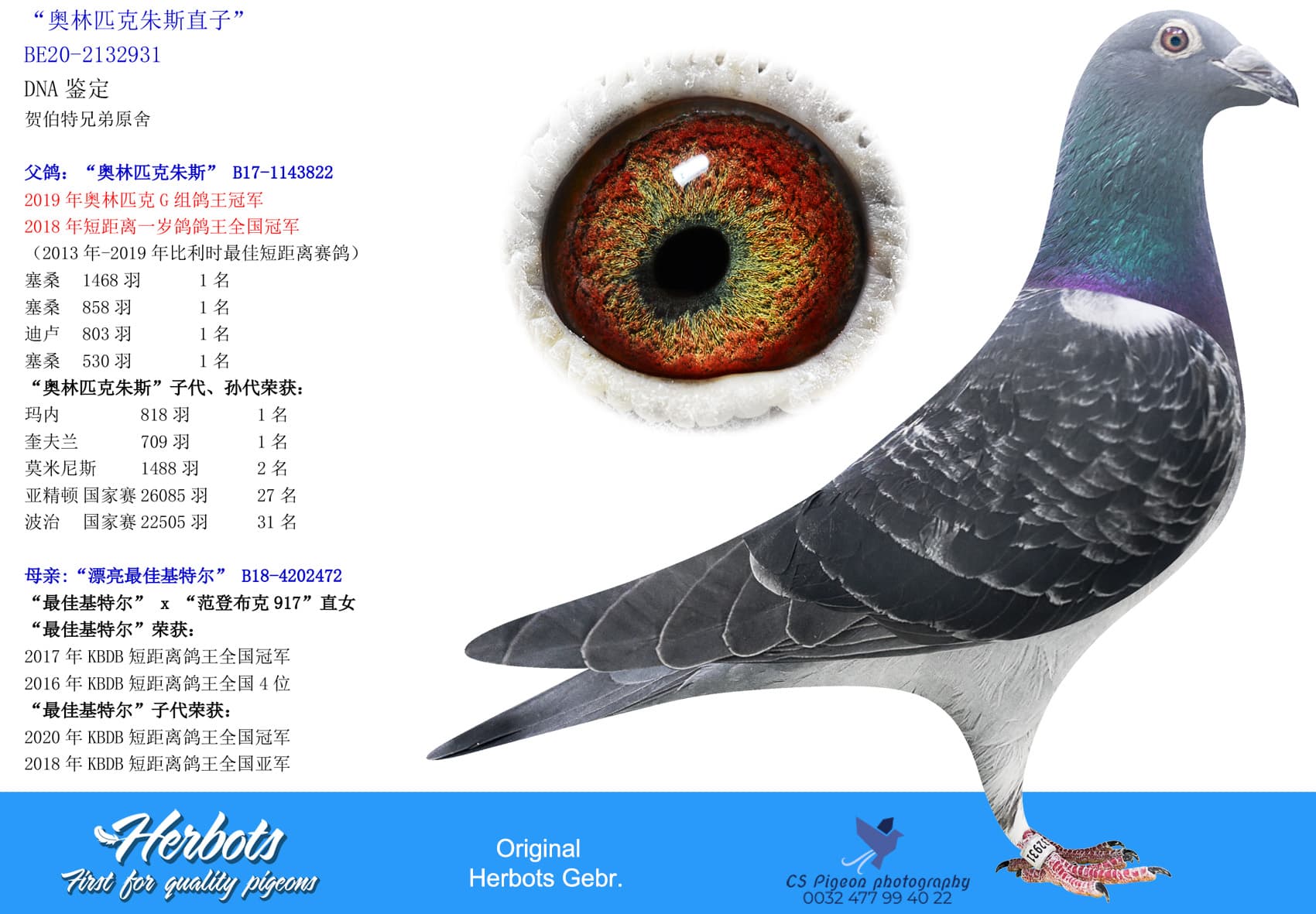 pigeon: undefined
