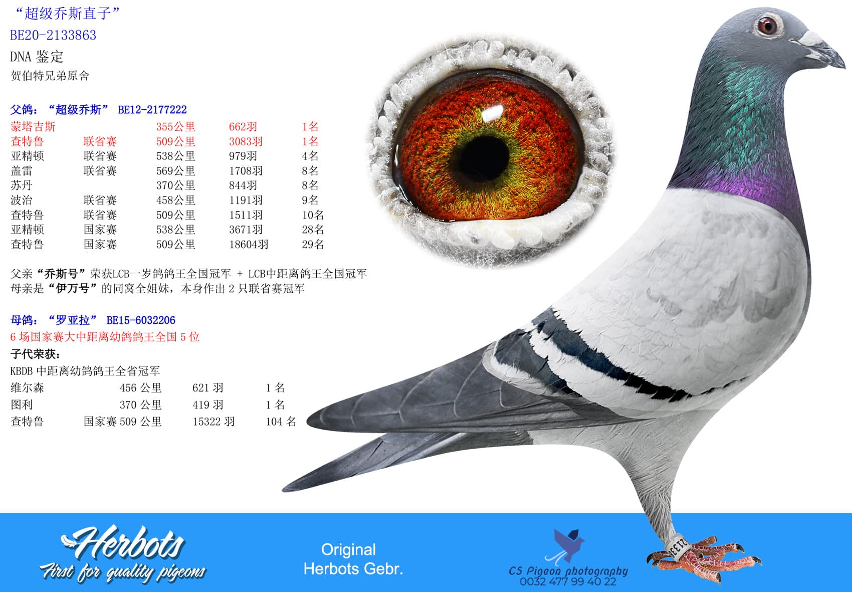pigeon: undefined