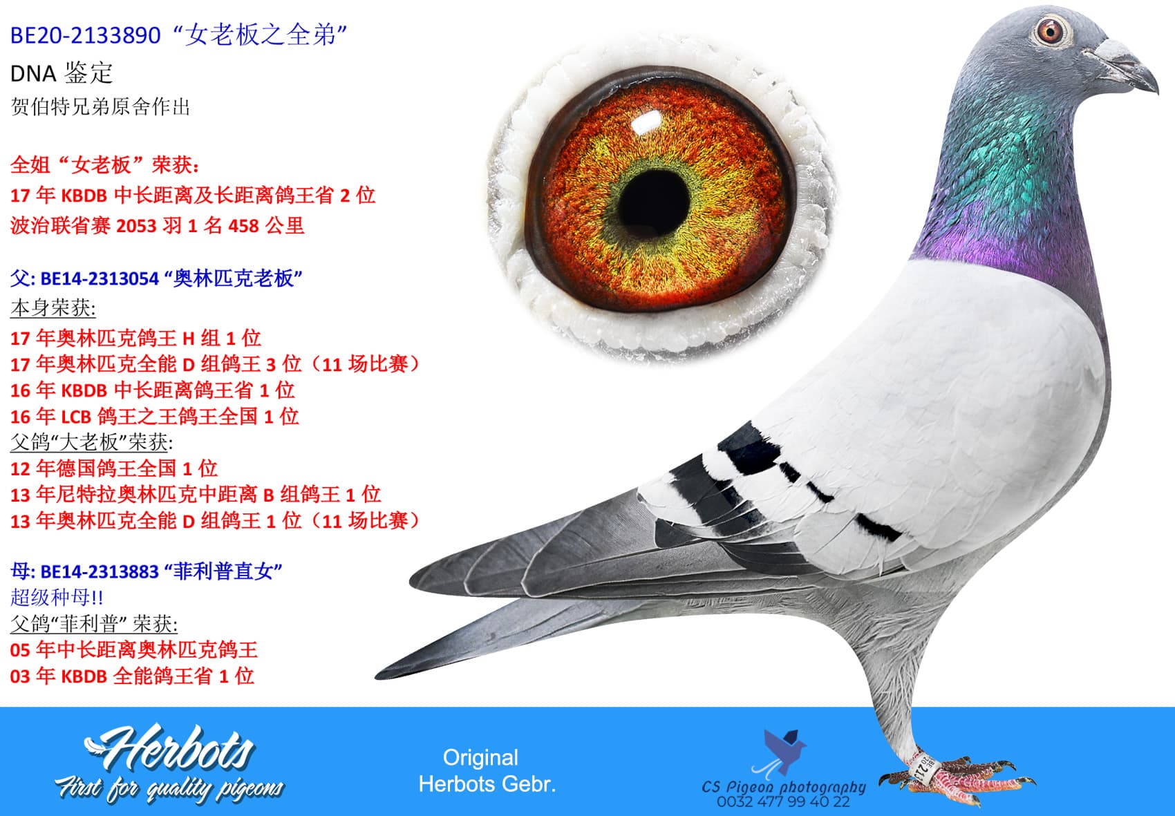 pigeon: undefined