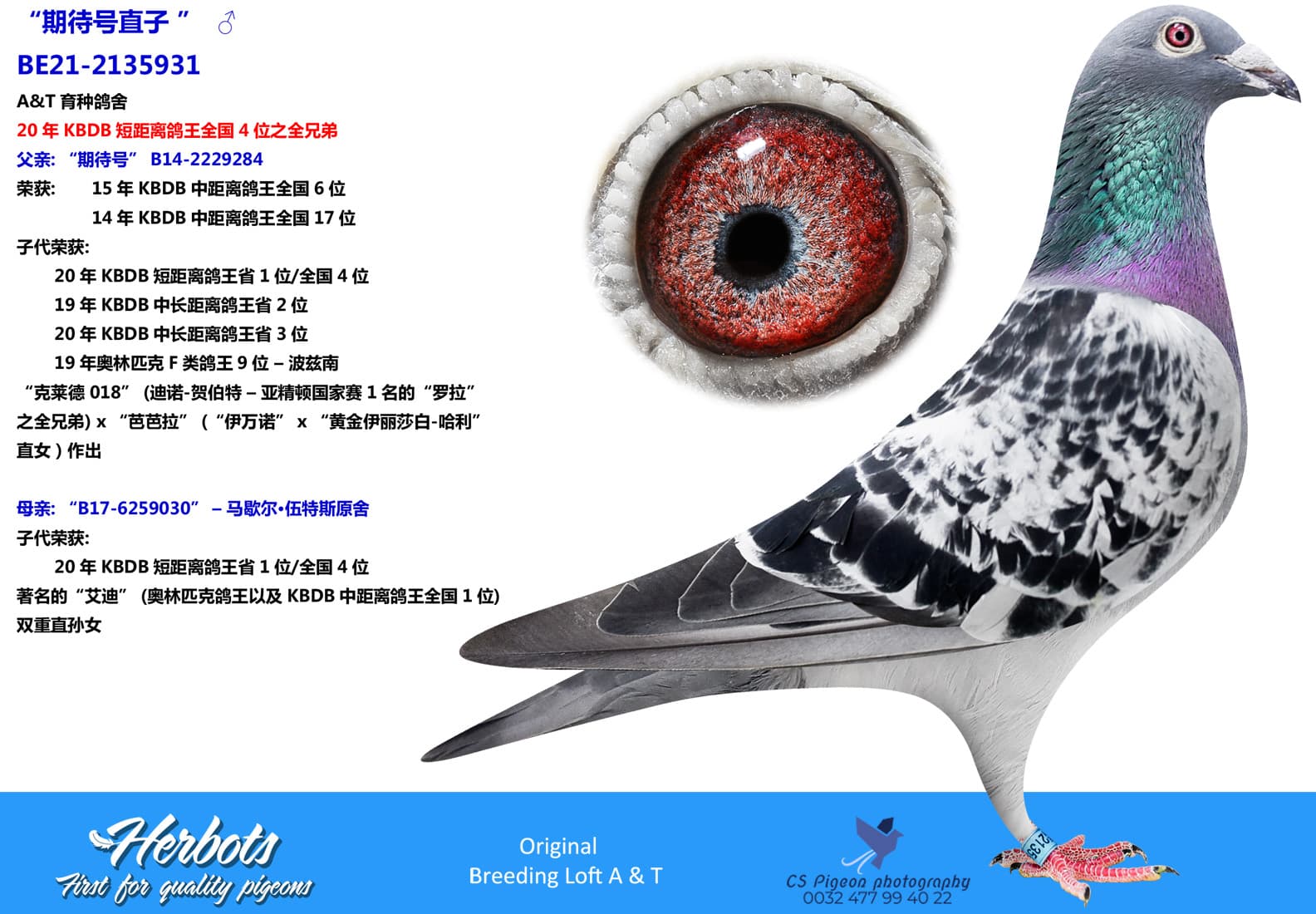 pigeon: undefined