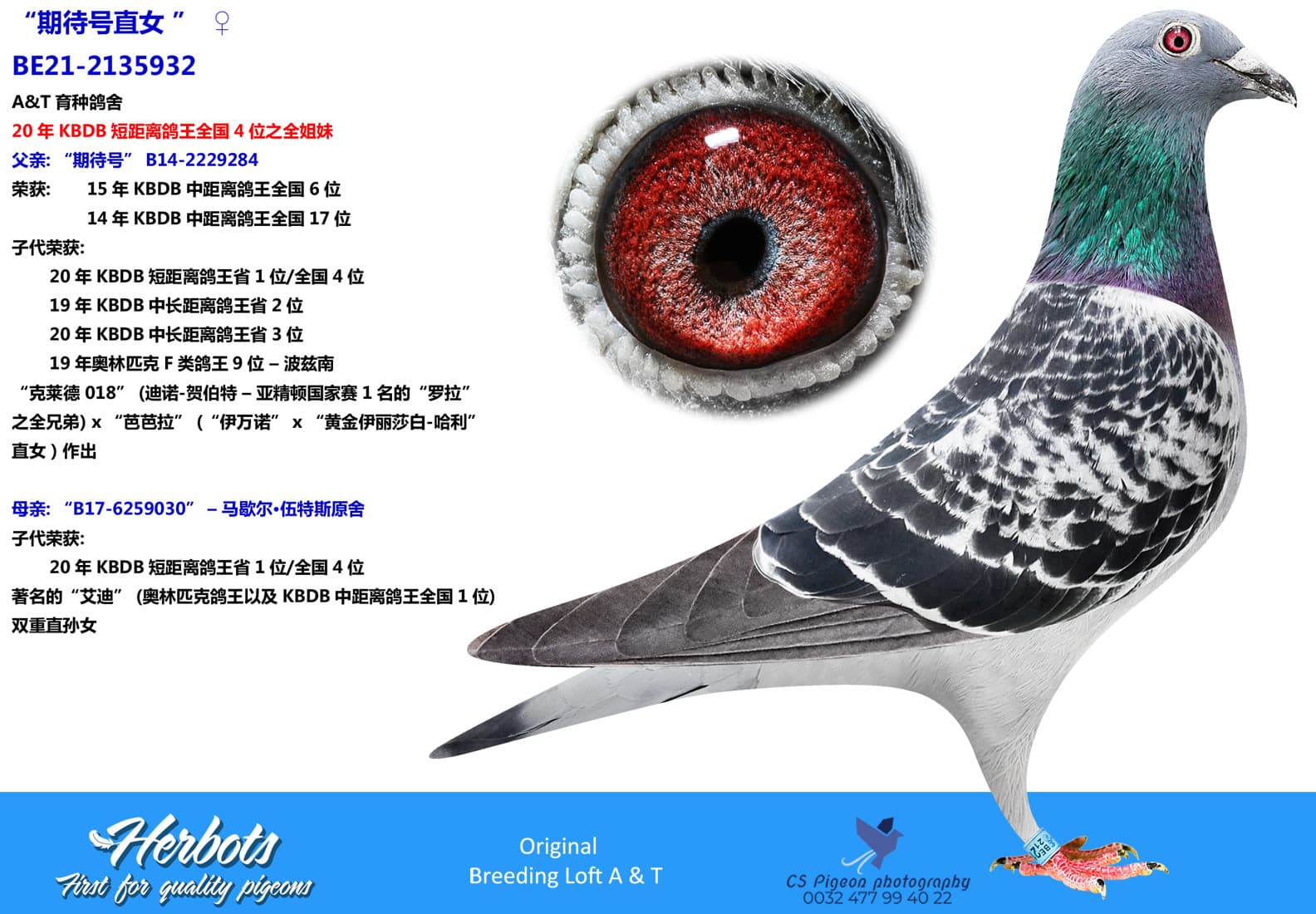 pigeon: undefined