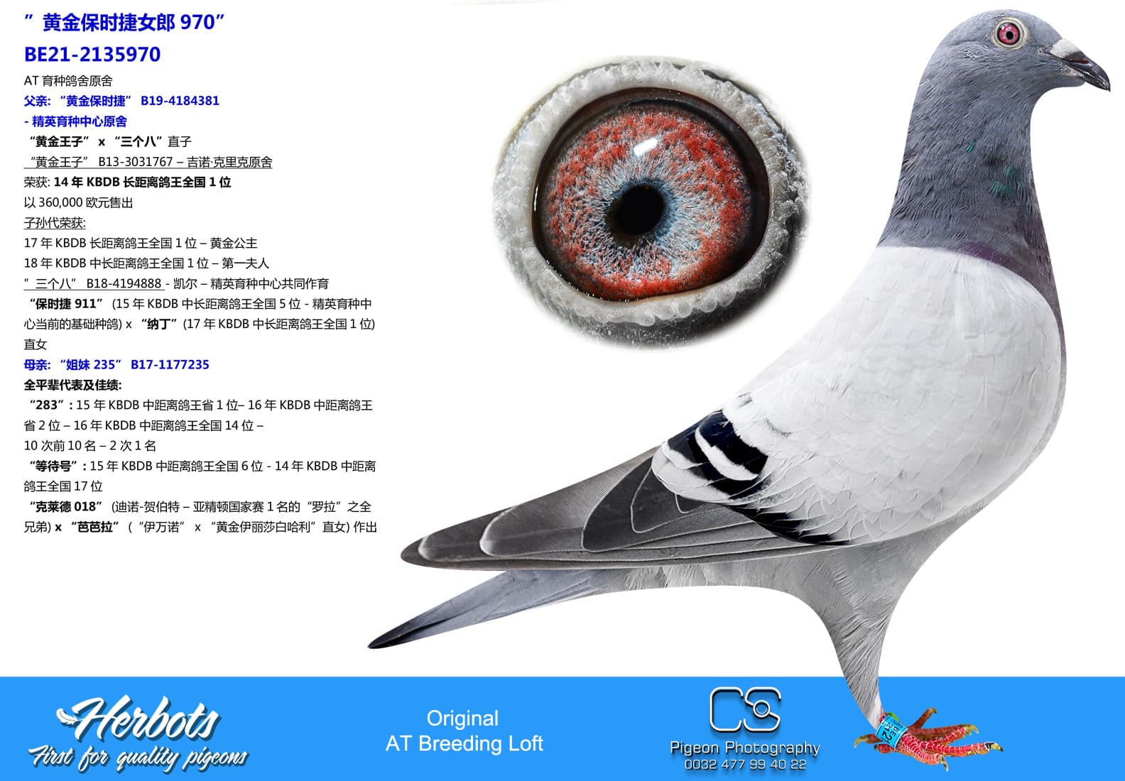 pigeon: undefined
