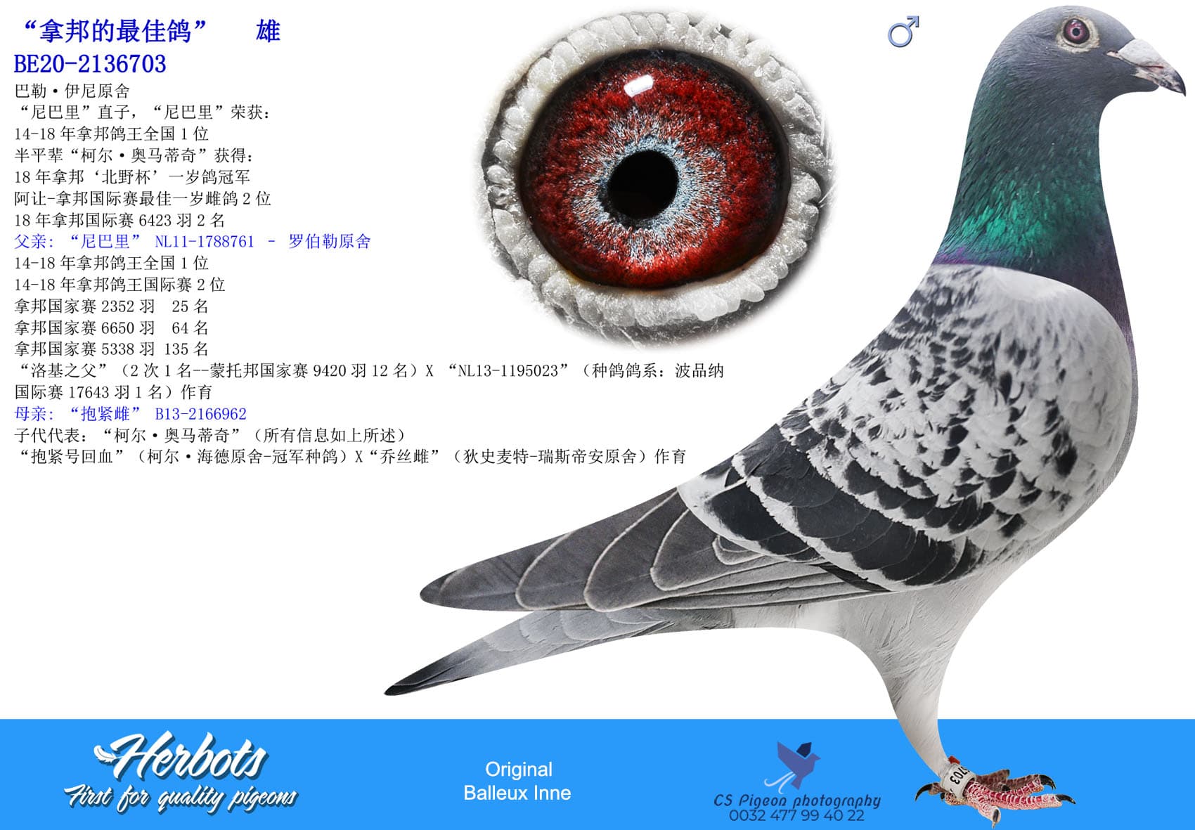 pigeon: undefined