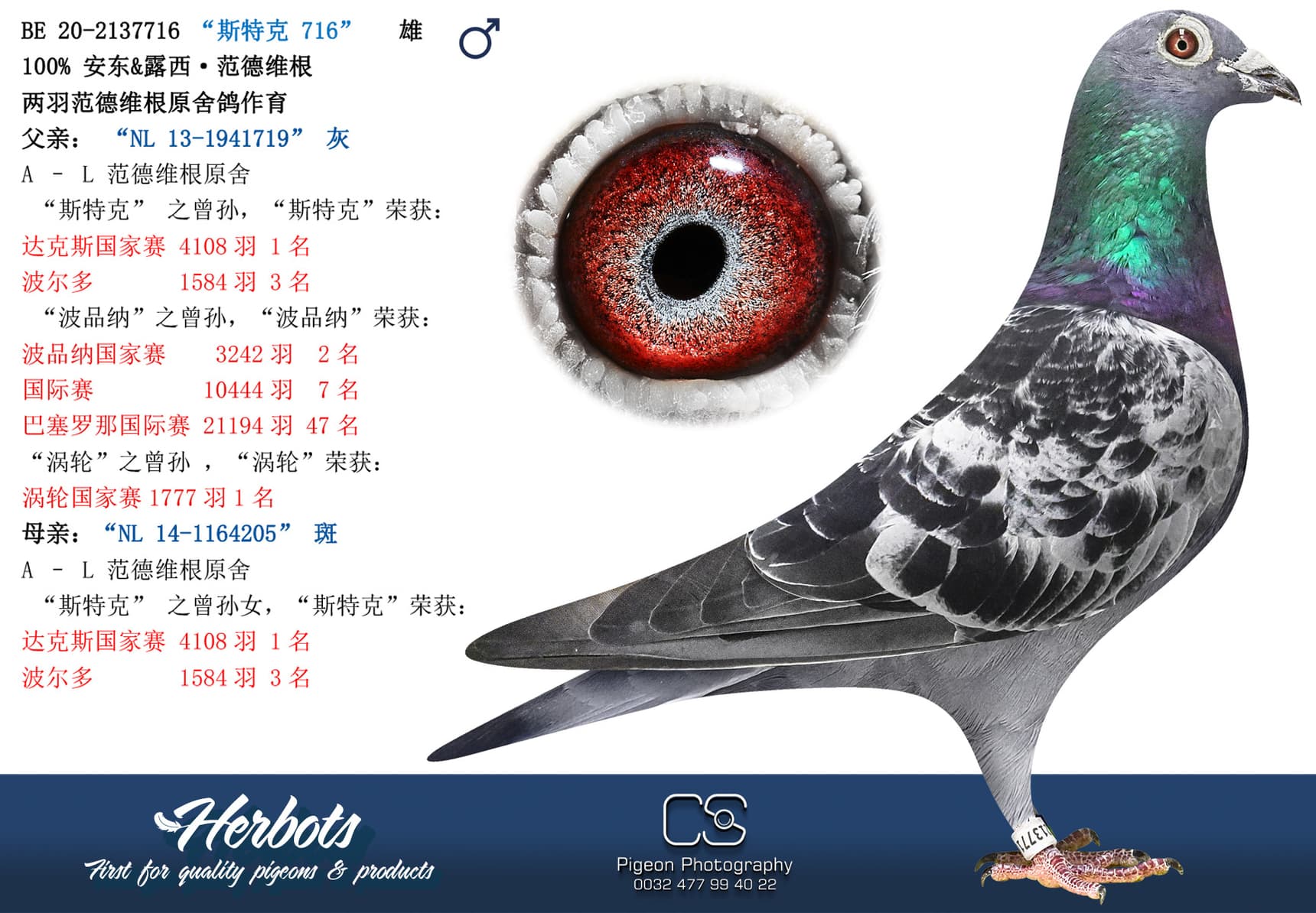 pigeon: undefined