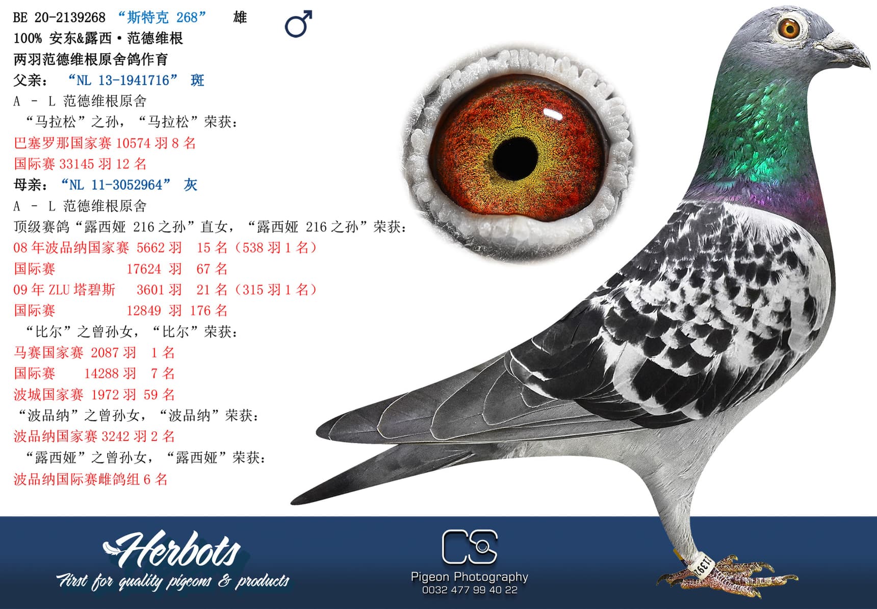 pigeon: undefined