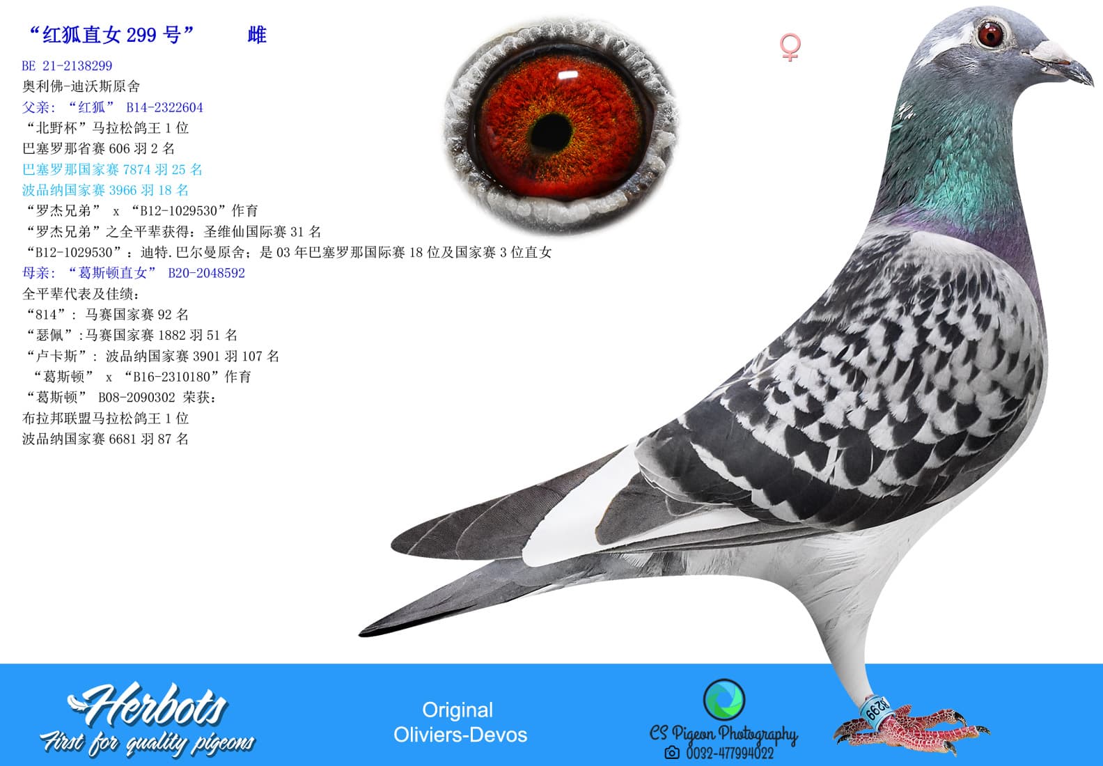 pigeon: undefined