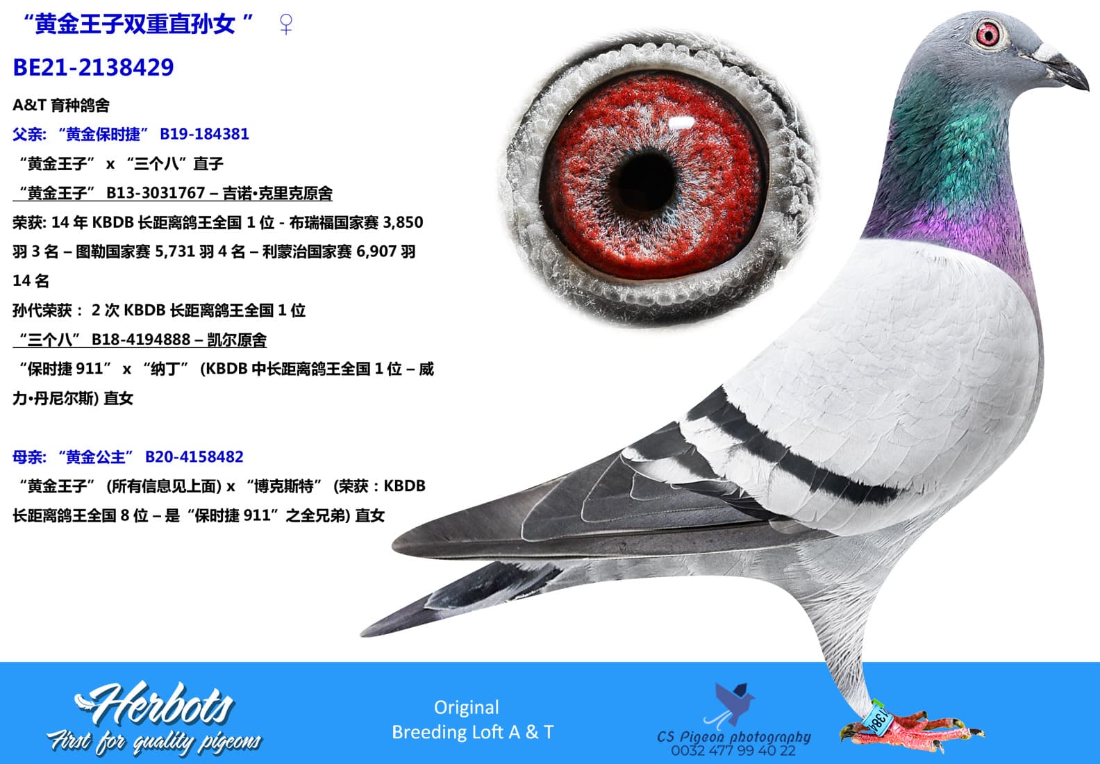 pigeon: undefined