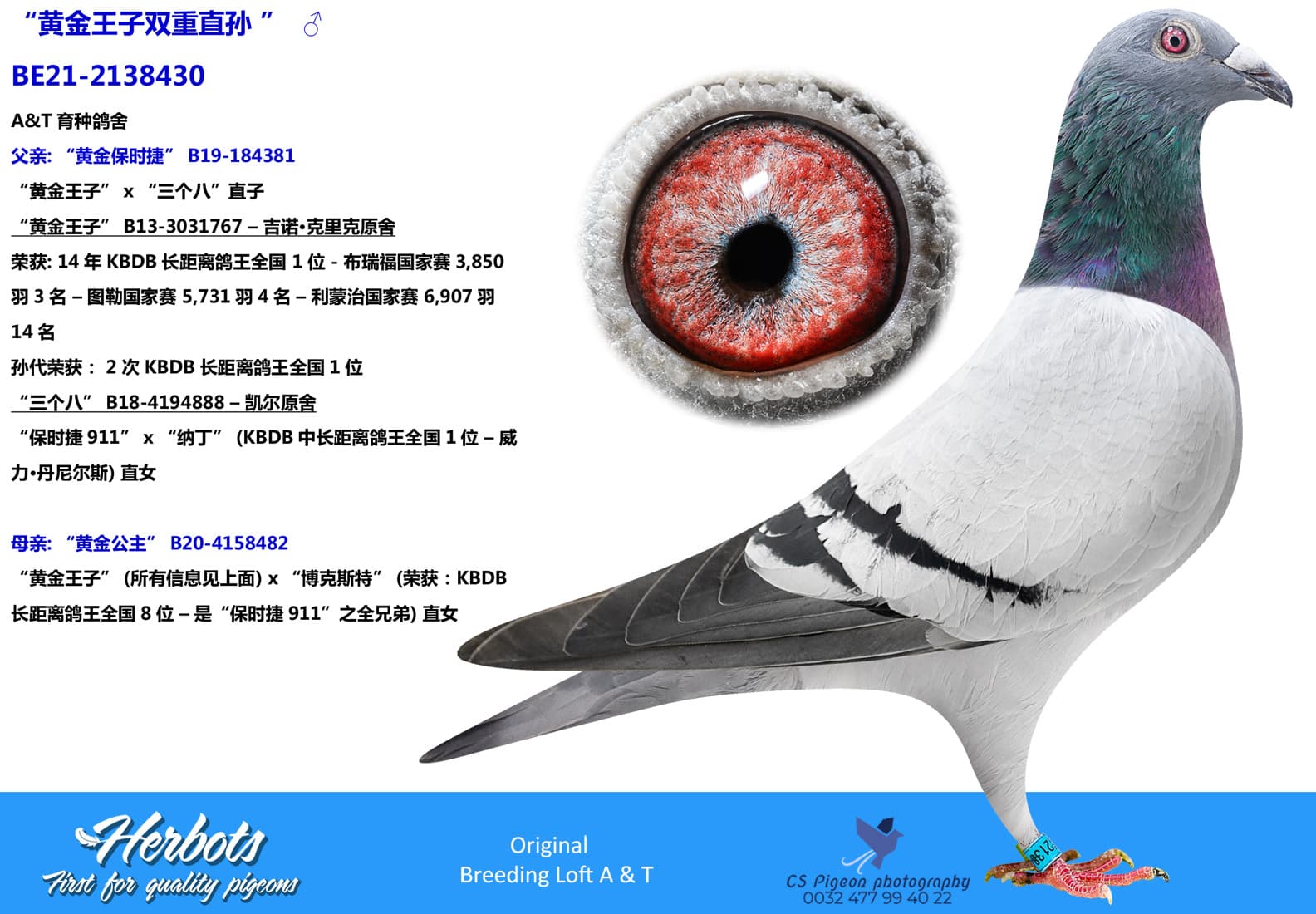 pigeon: undefined