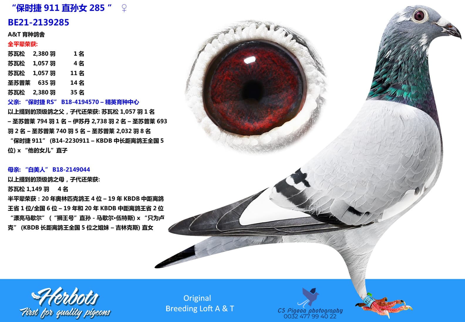 pigeon: undefined