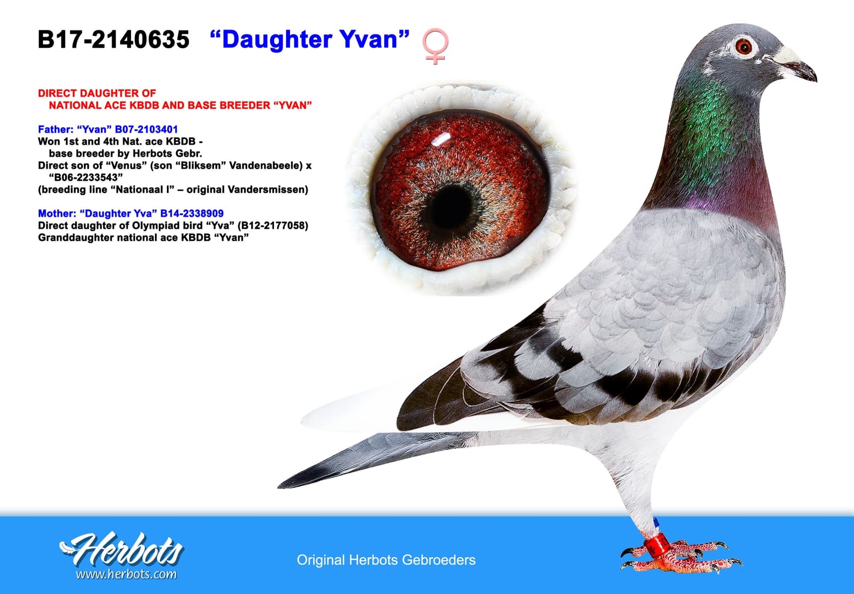 pigeon: undefined