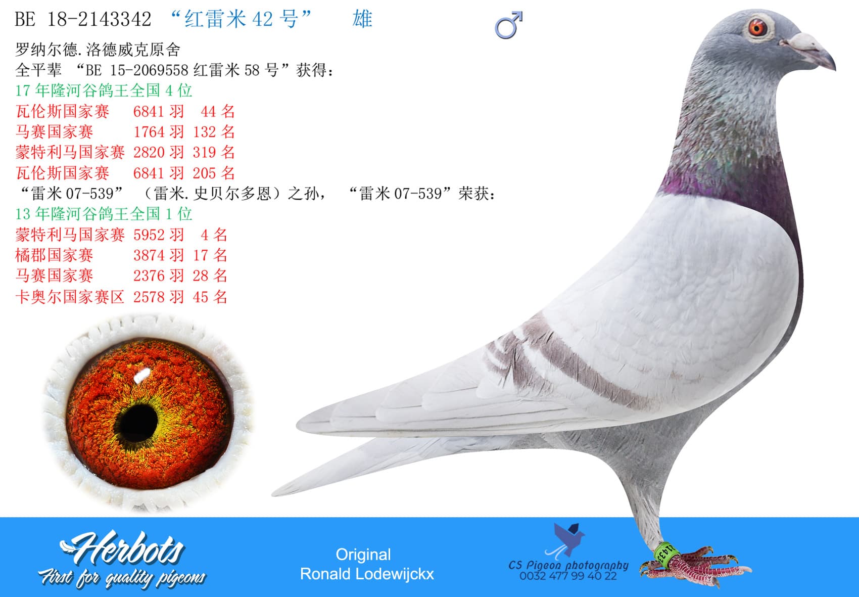 pigeon: undefined