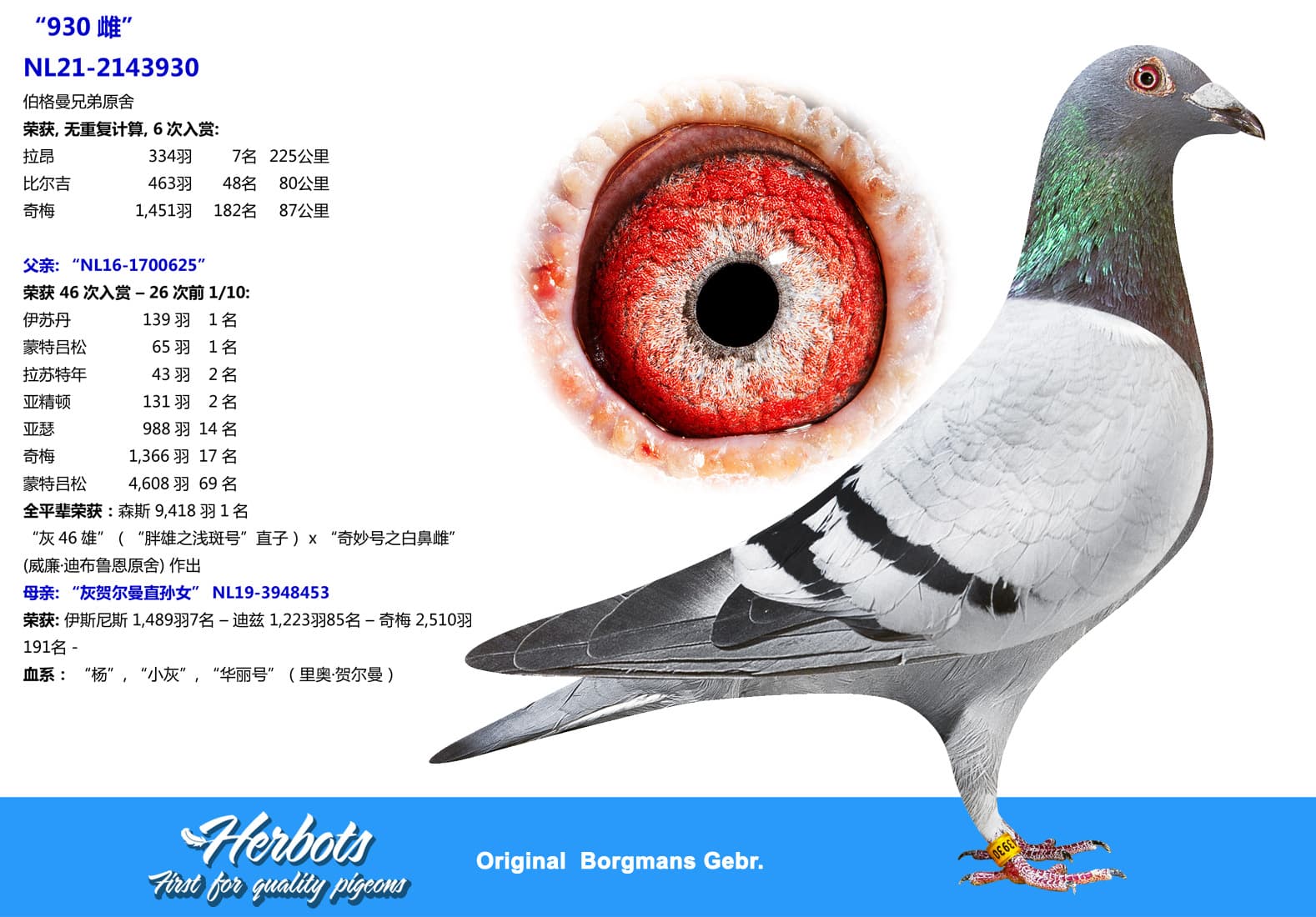 pigeon: undefined