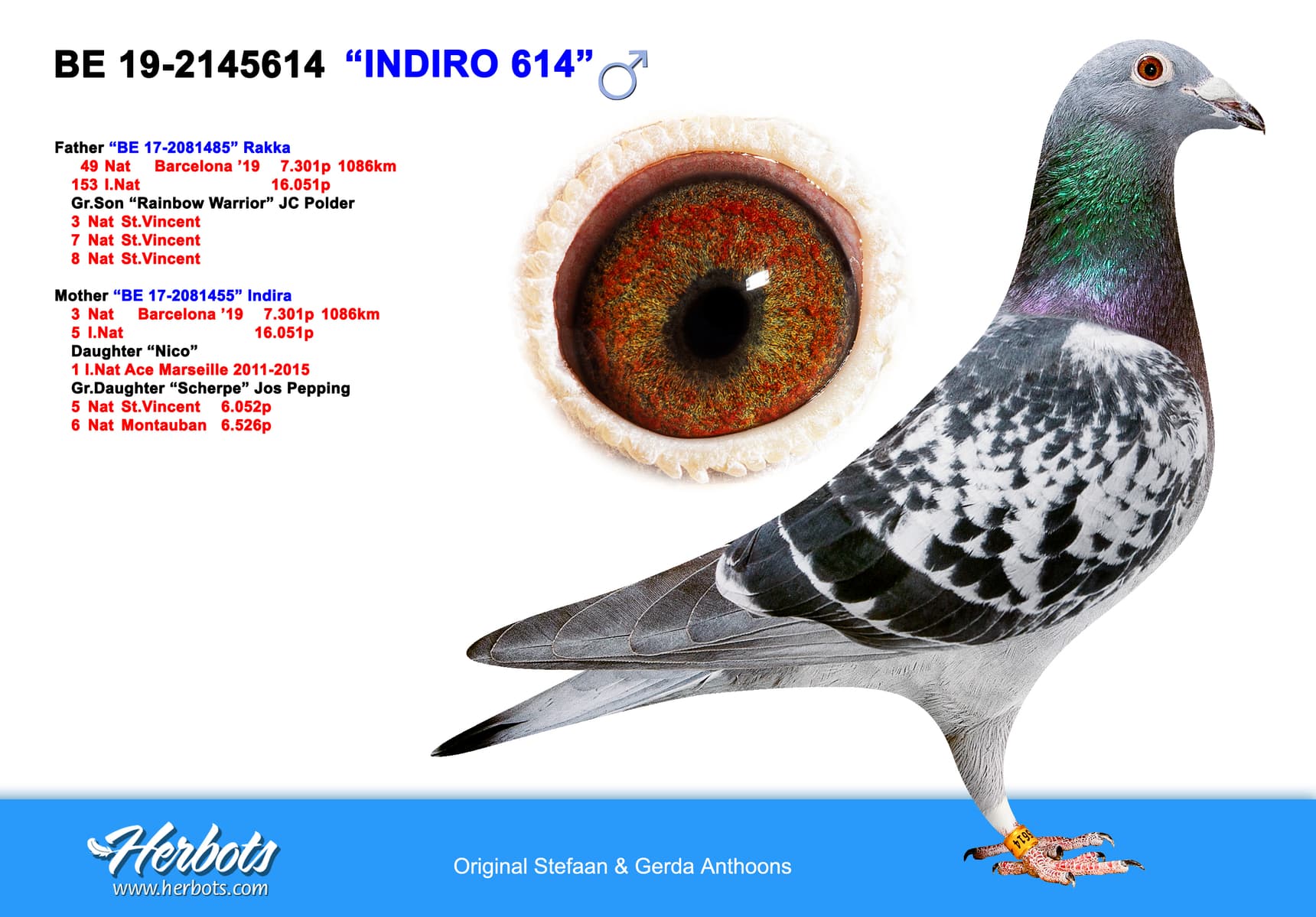 pigeon: undefined