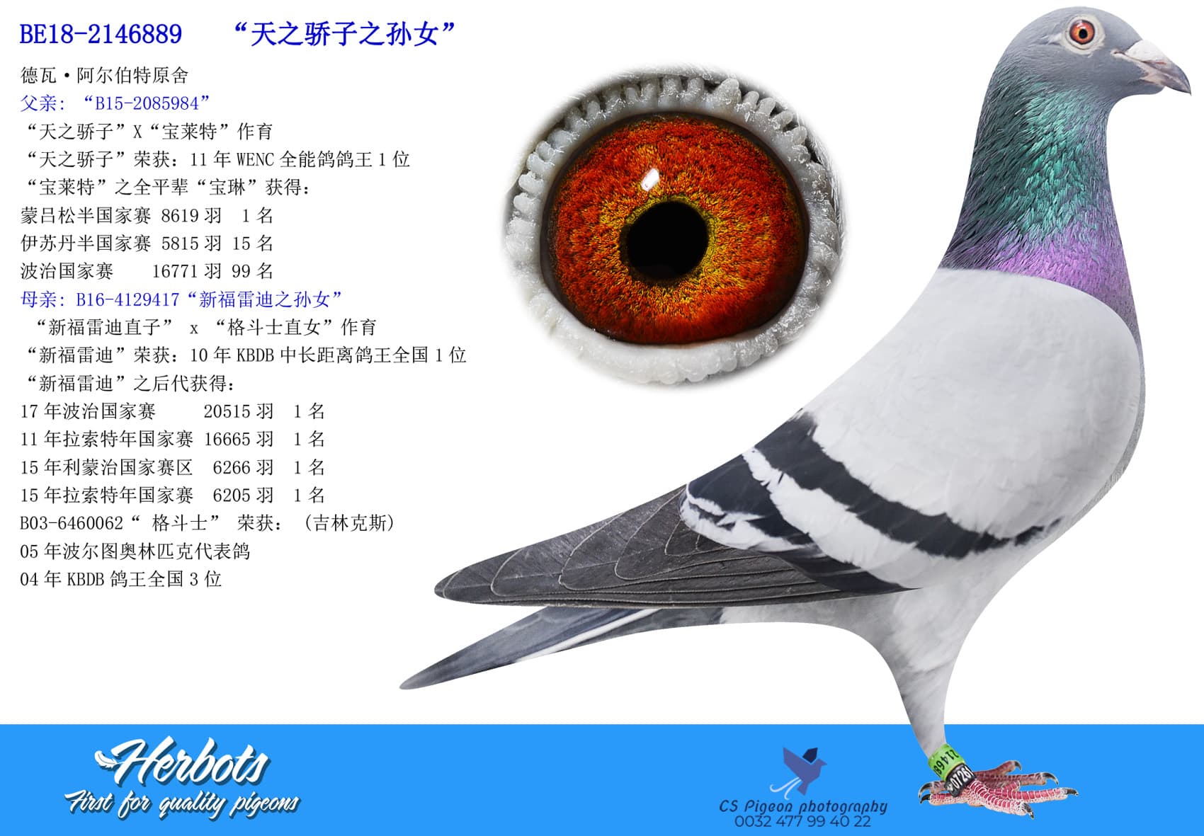 pigeon: undefined