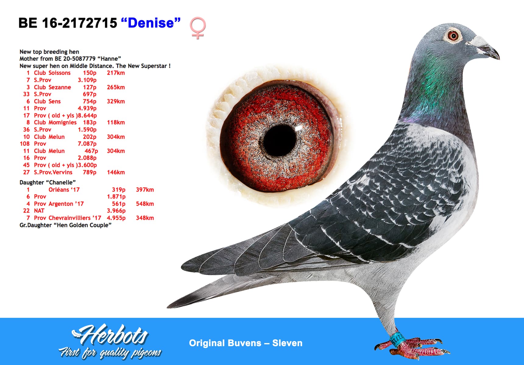 pigeon: undefined