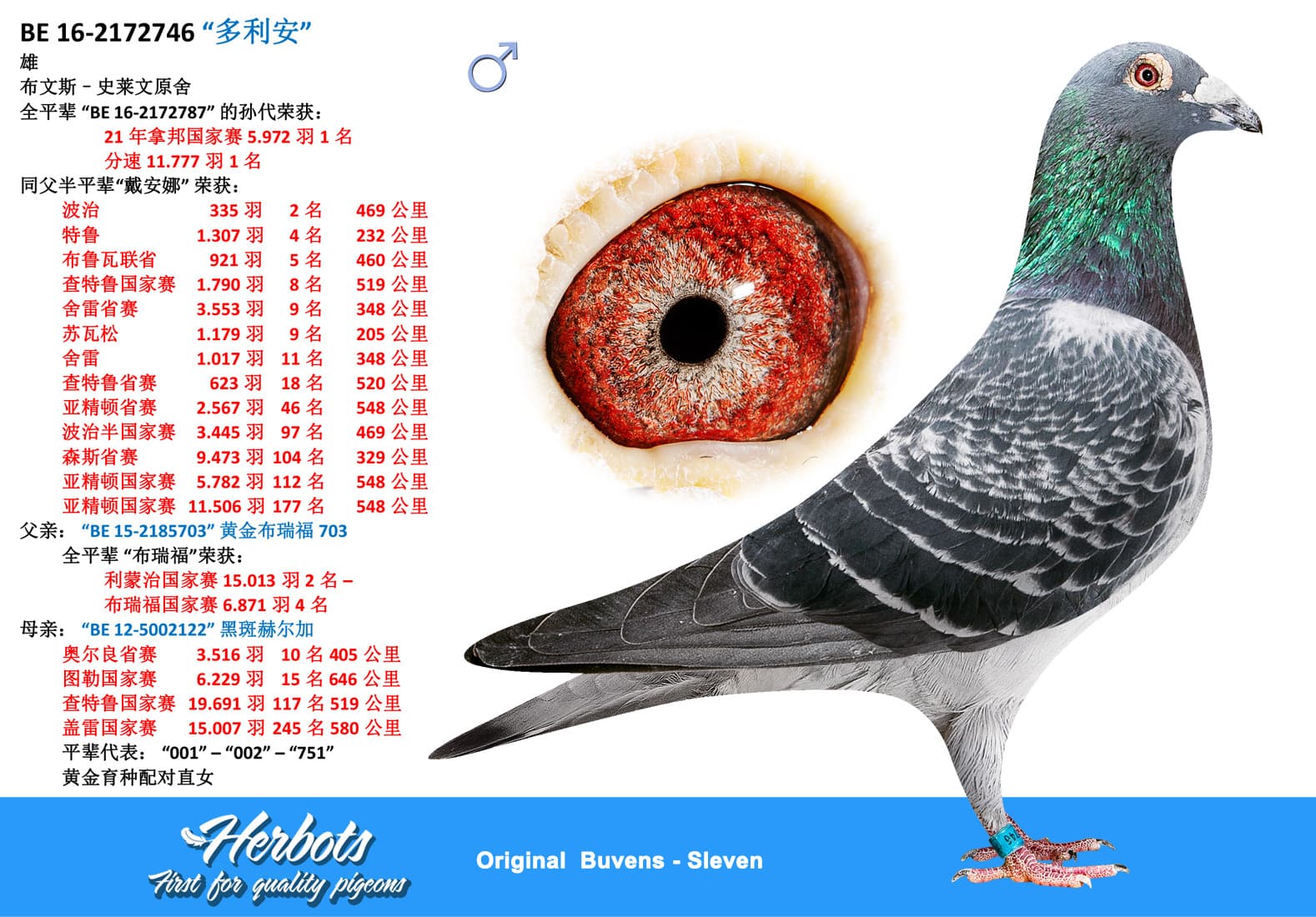 pigeon: “多利安”